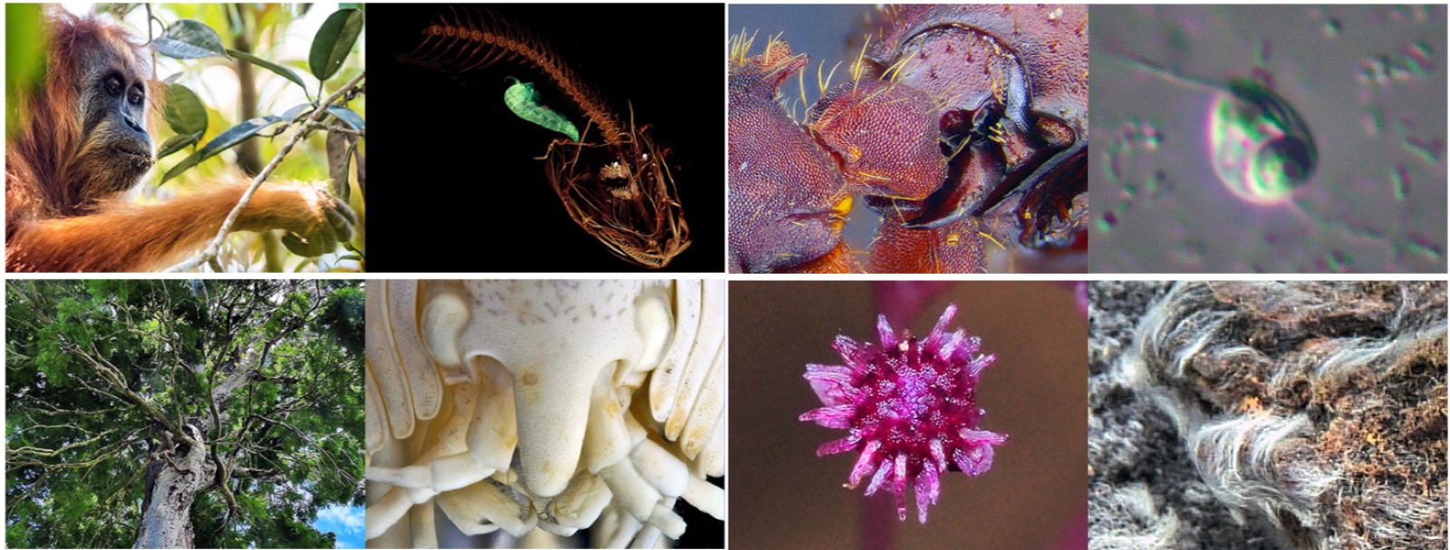 10&nbsp;nouvelles espèces découvertes en 2018. © IISE,&nbsp;C.D, Futura-Sciences