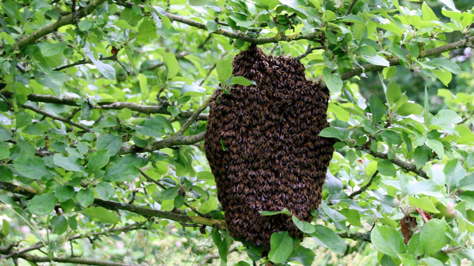 Essaimage d'abeilles installé sur la branche d'un arbre, entre avril et juin. © Roi David, Adobe Stock