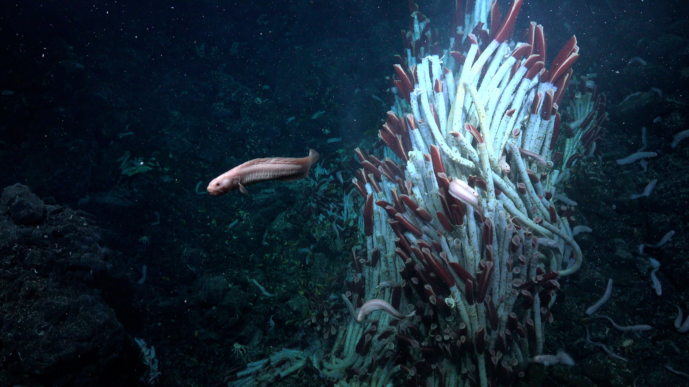 Vers tubicoles, étranges escargots marins et autres organismes microscopiques se développent dans des tunnels sous les monts hydrothermaux. © Schmidt Ocean Institute 