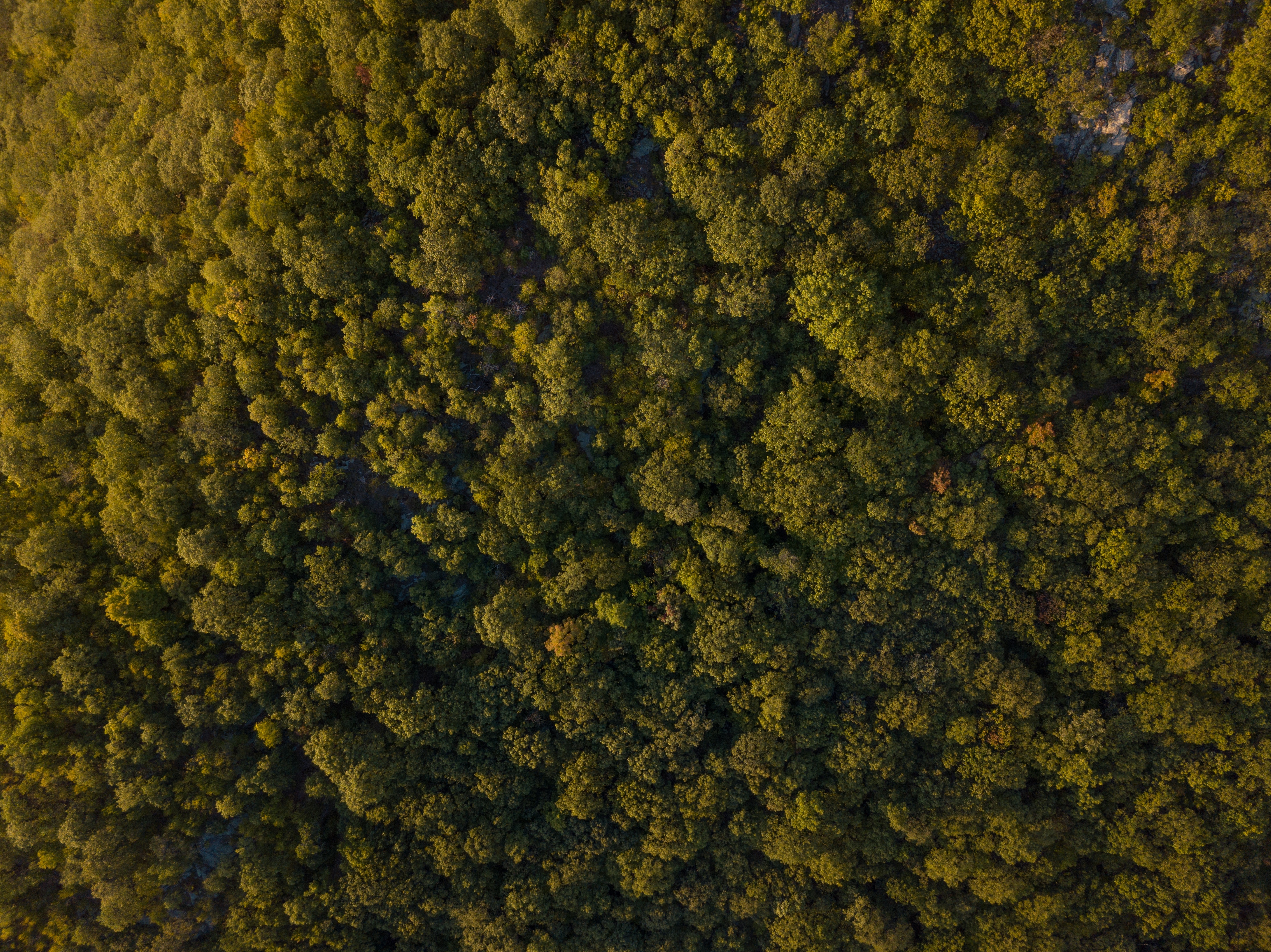 Les forêts européennes ne peuvent pas lutter seules contre le réchauffement. © Heather Shevlin, Unsplash