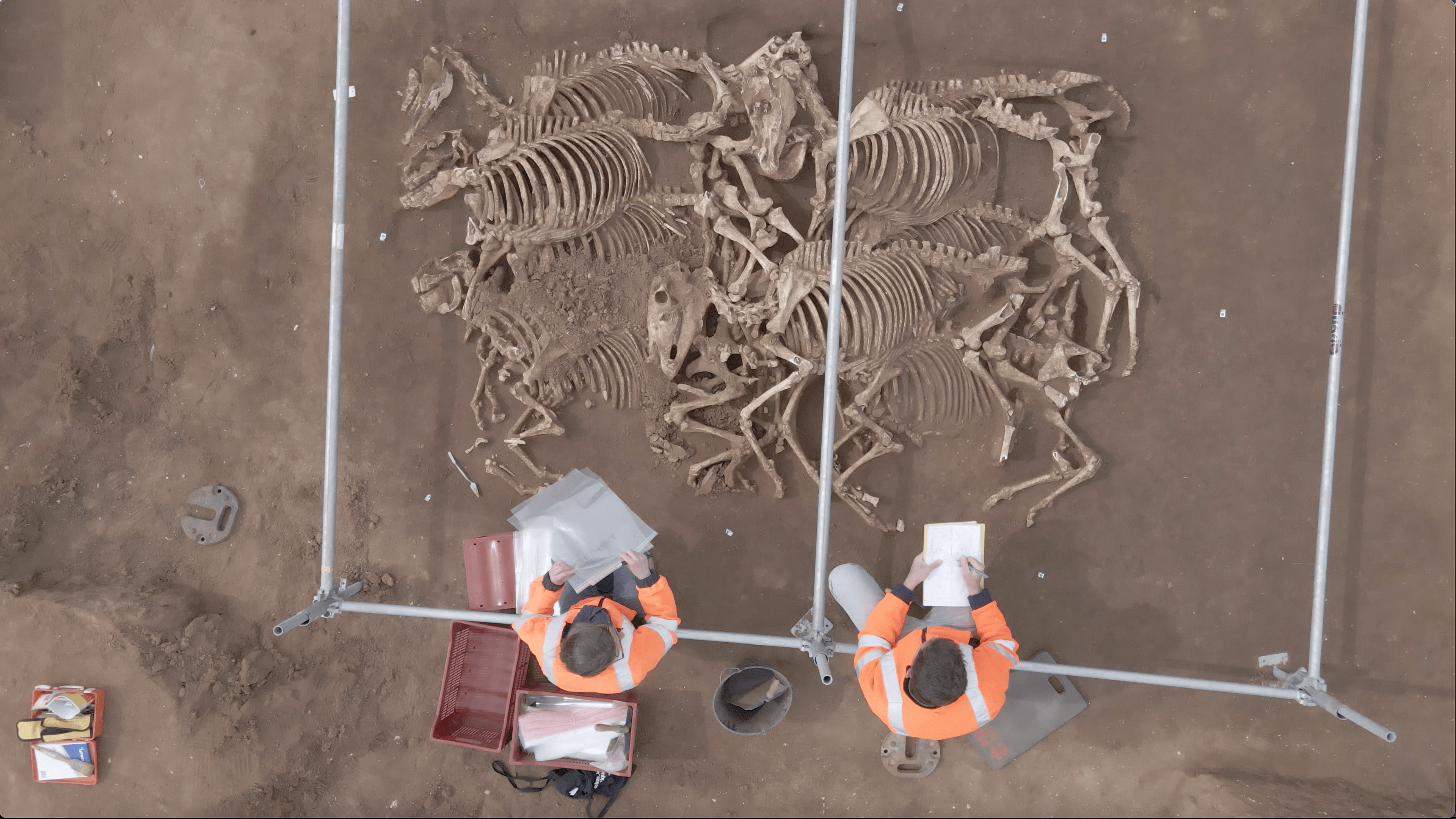 Dans le secteur de Villedieu-sur-Indre, ce ne sont pas moins de 28 carcasses de chevaux qui ont été déposées dans diverses fosses durant l’Antiquité. © François Goulin, Inrap