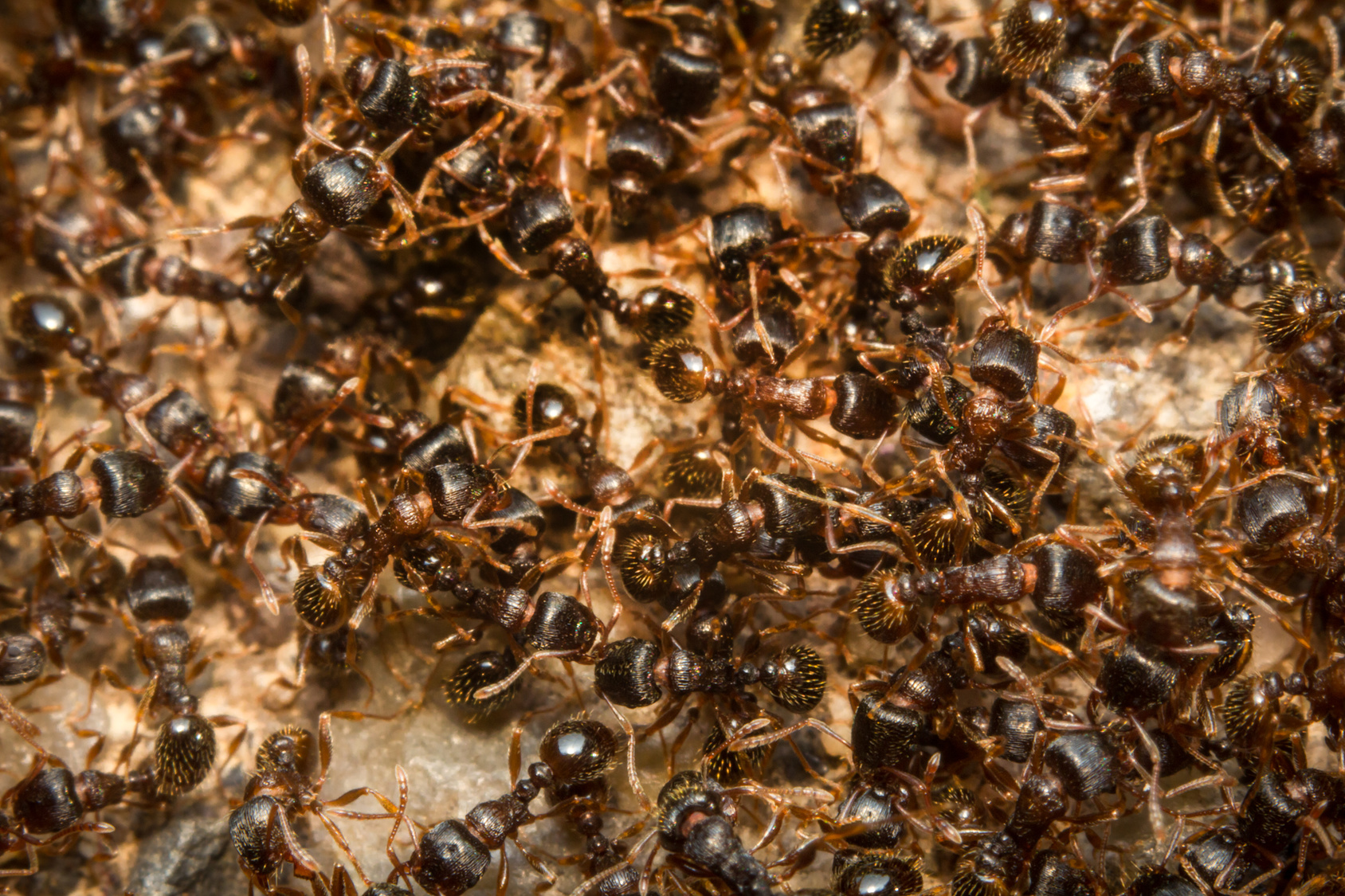 Les fourmis peuvent être opportunistes et s'adapter à leur environnement. Pour la nourriture aussi. © Ezume Images, Fotolia