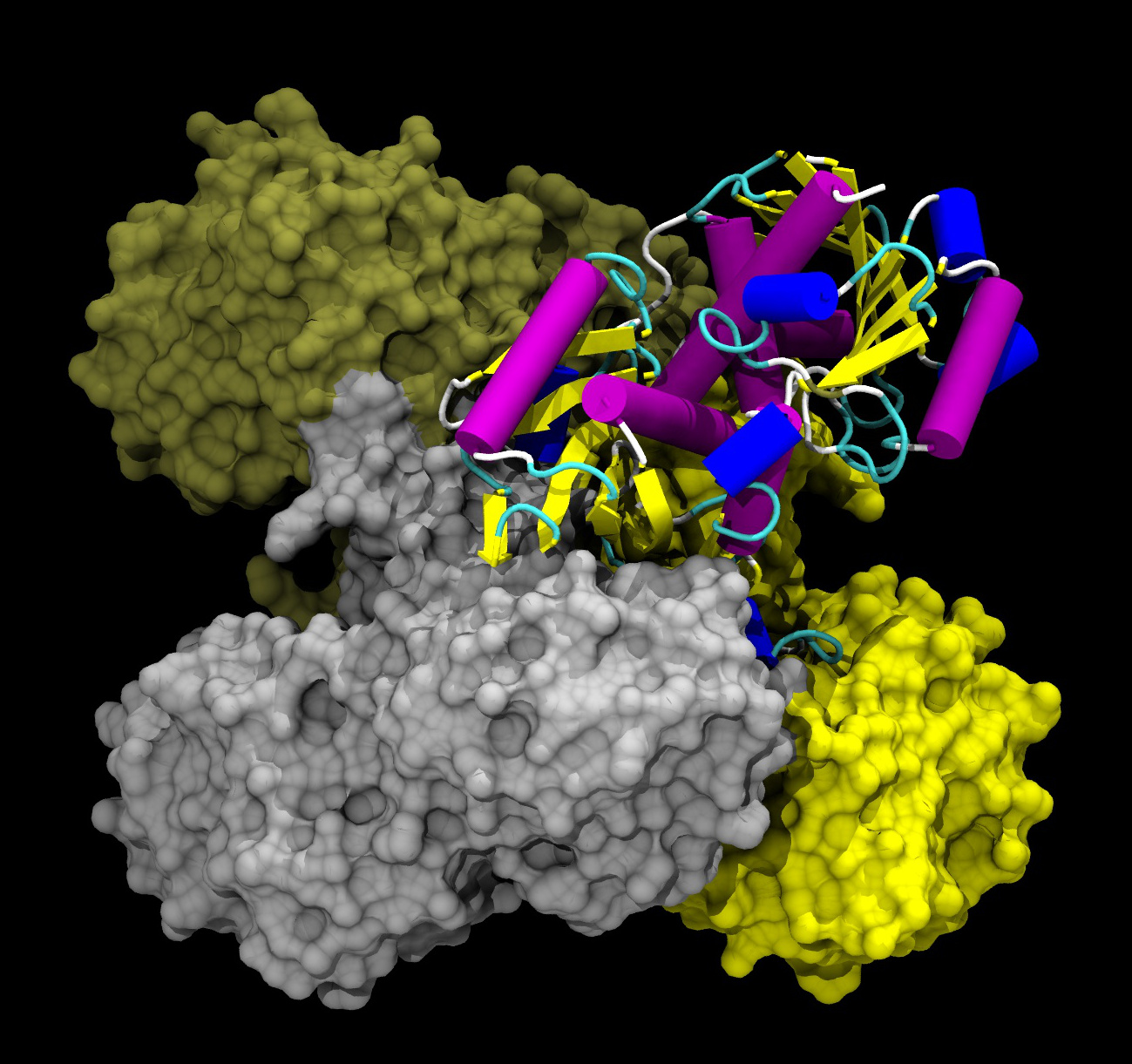 Structure de la glycéraldéhyde-3-phosphate déshydrogénase (GAPDH). Dans cette étude, les auteurs ont souligné un nouveau type de modification sur cette protéine. Ce mécanisme permettrait de&nbsp;contrôler son activité.&nbsp;© ayacop, DP