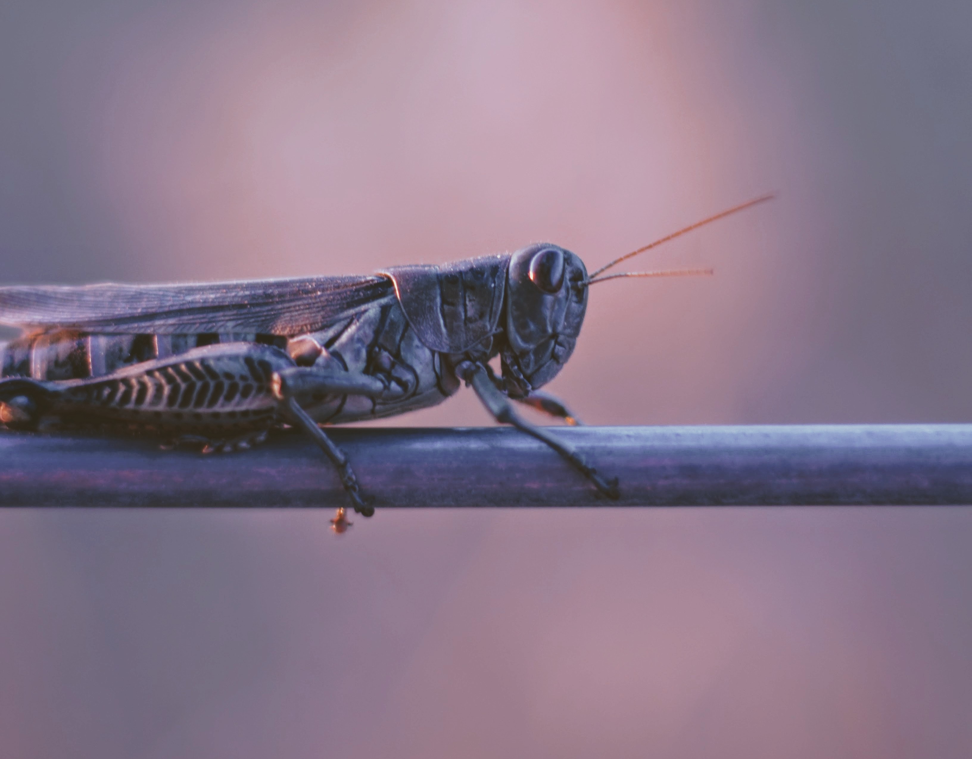 Le réchauffement climatique va rendre les insectes plus nombreux et plus voraces. © Joshua Hoehne, Unsplash