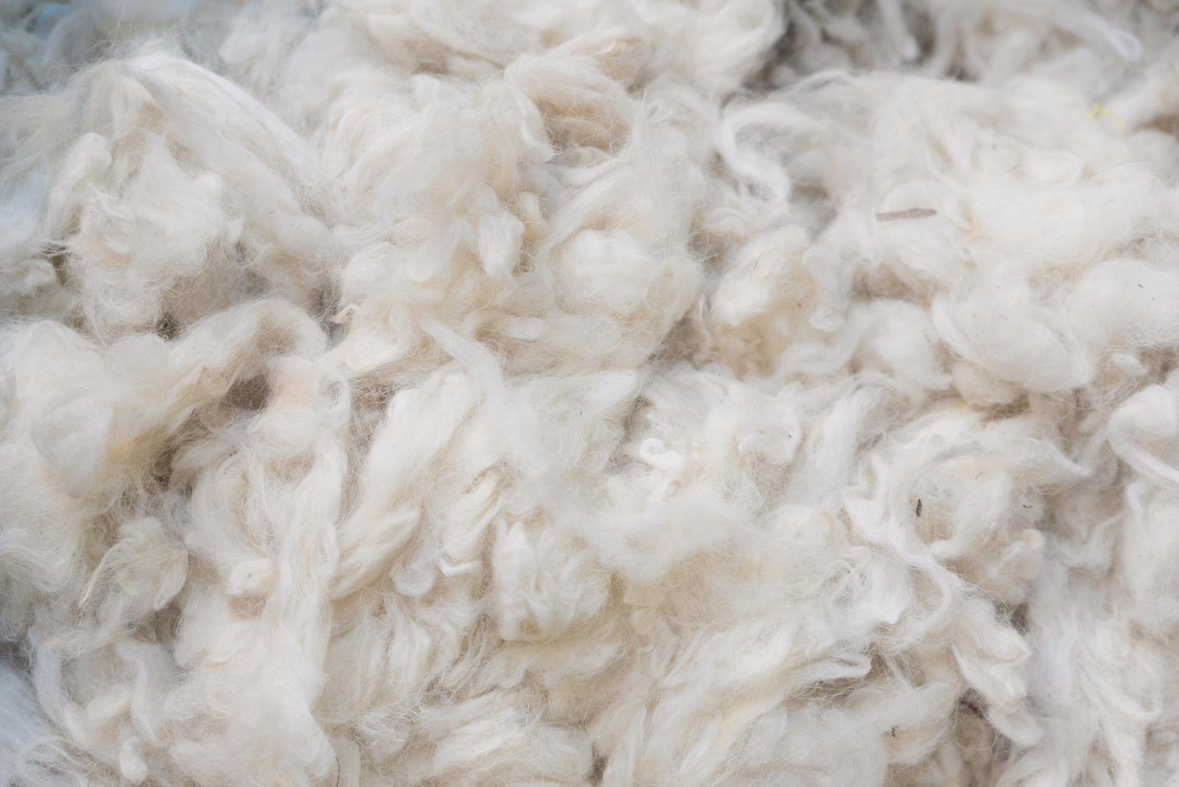 La laine mérinos est la plus fine au monde. © mastersky, Fotolia