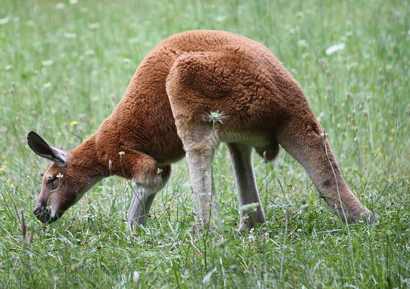 Le kangourou roux est le plus grand de tous les kangourous. © Ltshears, Wikipédia, GNU 1.2