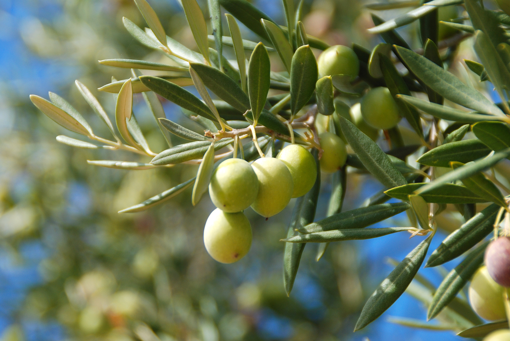 Les oliveraies sont régulièrement attaquées par un insecte qui pond ses œufs dans les olives. © MIKYIMAGENARTE, Fotolia