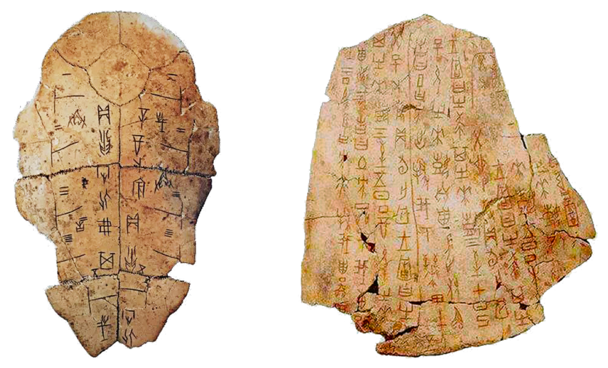 Ces tablettes gravées sur des os, appelées « oracle bones », sont étudiées depuis plus d’un siècle en Chine. © Zhenbing Zeng and al.