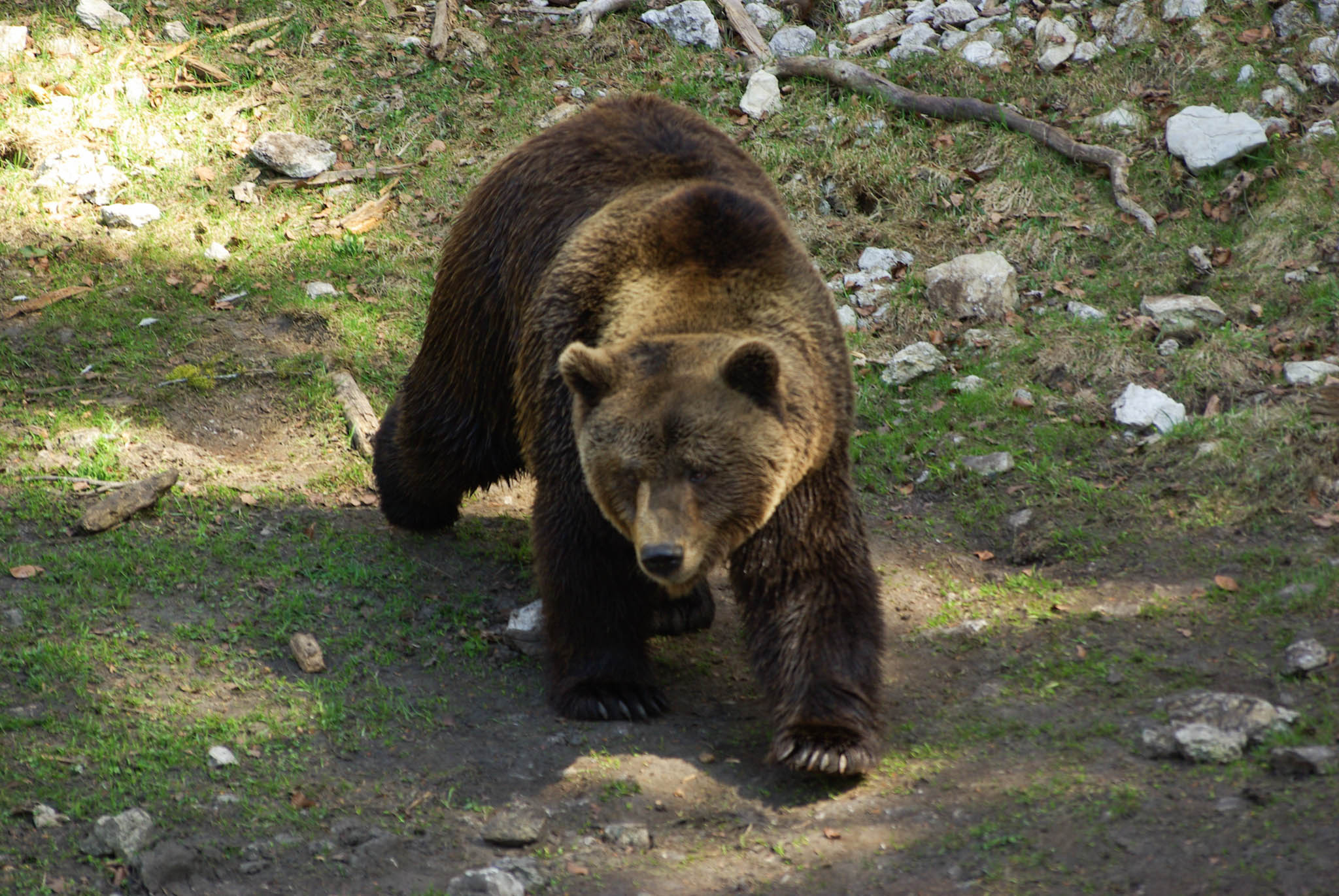 Sur les huit&nbsp;espèces d'ours qui existent sur Terre, seulement deux ne sont&nbsp;pas (encore)&nbsp;menacées d'extinction. © StormCS, Flickr, CC by 2.0
