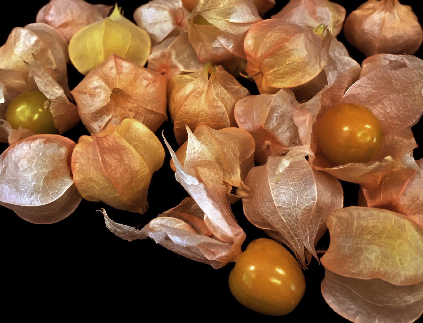 Physalis : un fruit bientôt aussi courant que la pomme ? © Cold Spring Harbor Laboratory