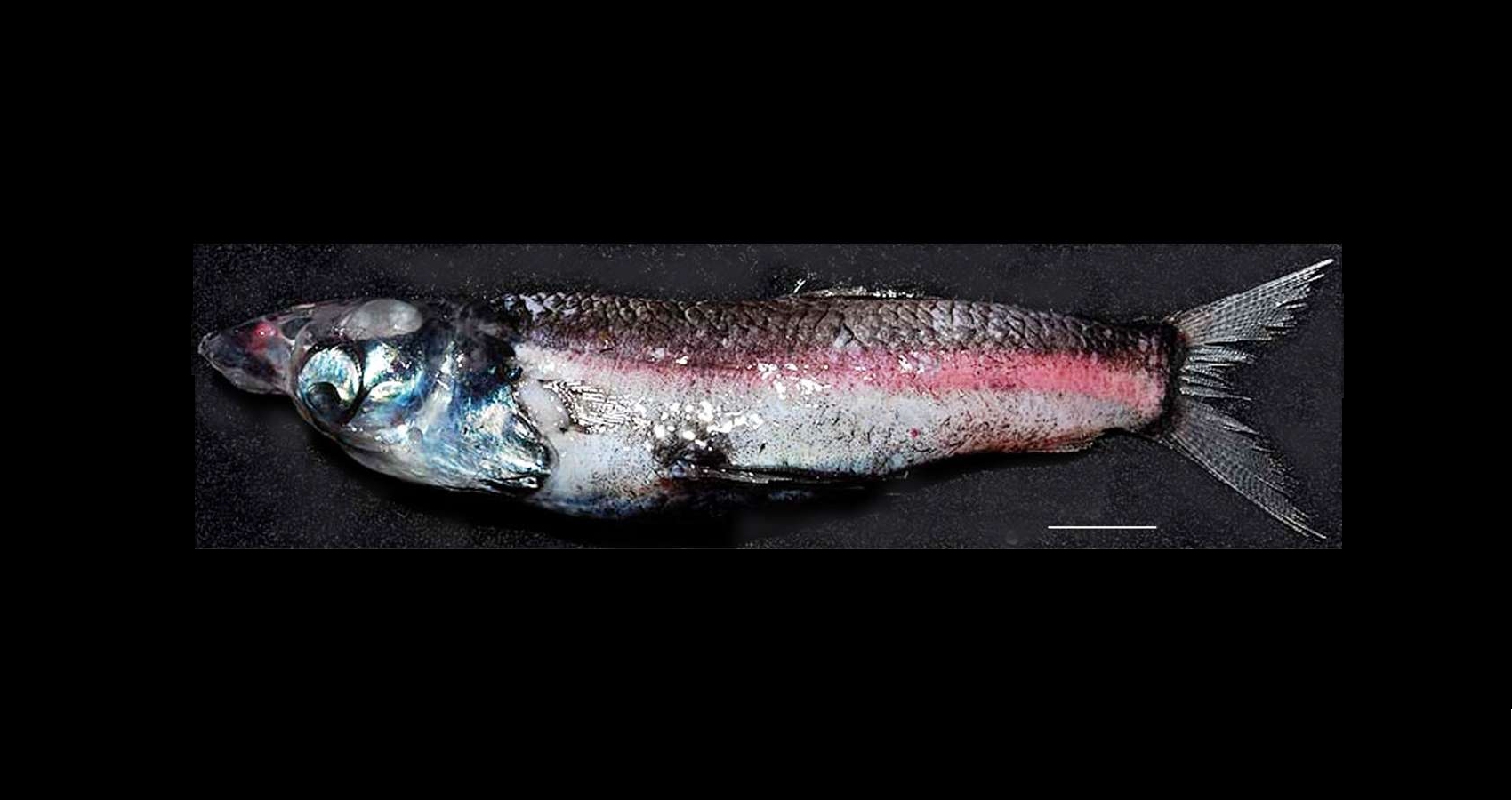 Rhynchohyalus natalensis, le poisson capturé dans la mer de Tasman, mesure 18 cm de long. La barre d'échelle vaut 2 cm. © Partridge et al., Proceedings of the Royal Society B, cc by 3.0