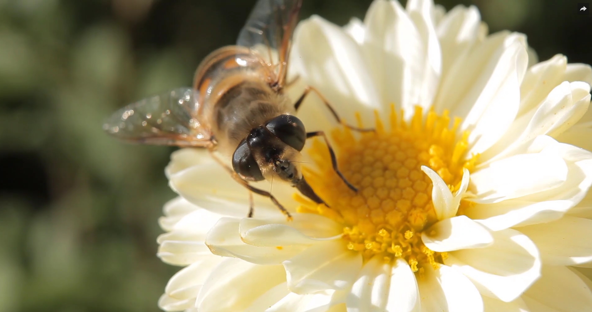 Comment les insectes pollinisent-t-ils les plantes ?