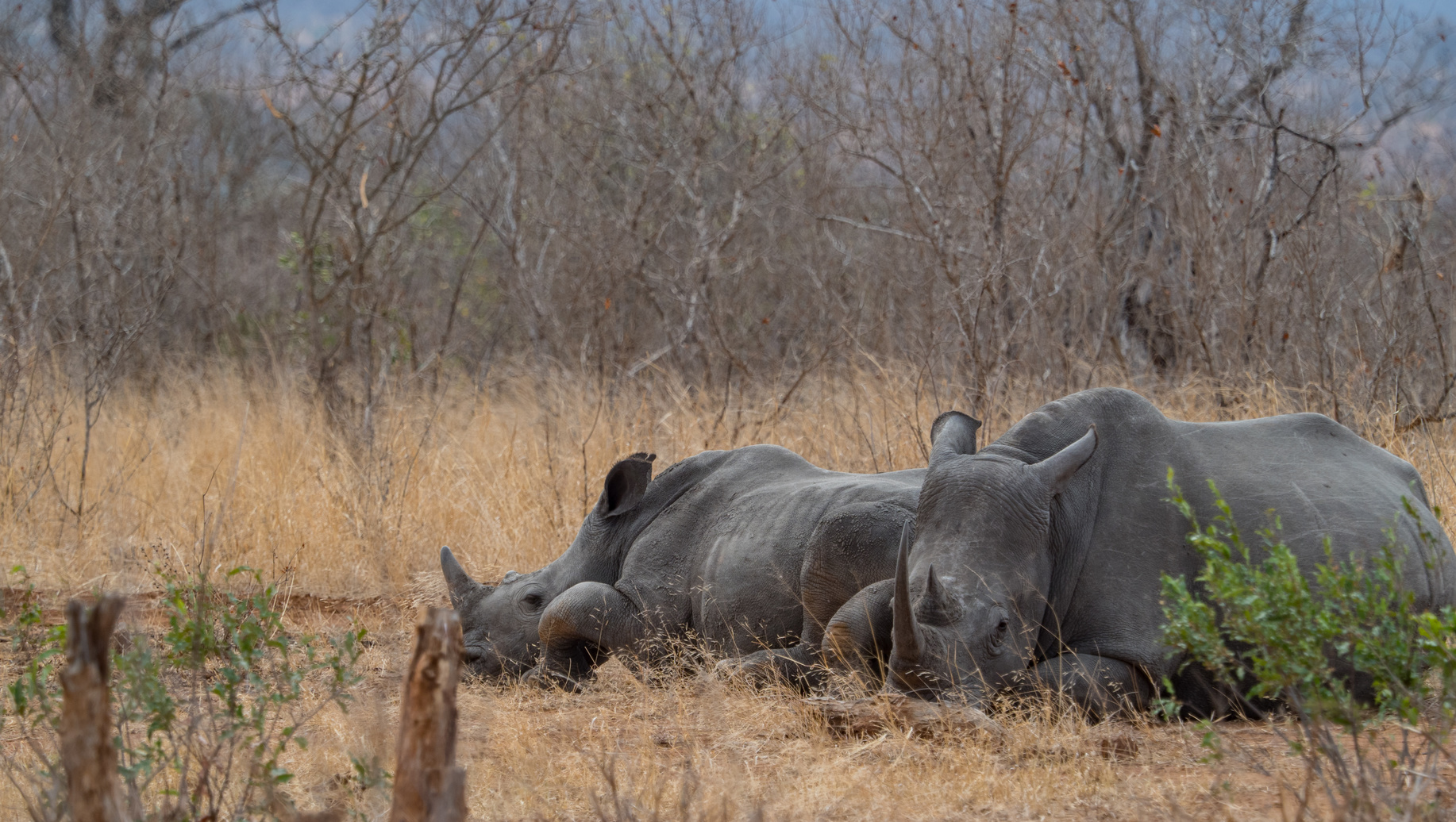 Les rhinocéros sont très menacés, notamment parce que leurs cornes sont convoitées pour les vertus médicinales que leur accordent des traditions asiatiques. © WilcoUK