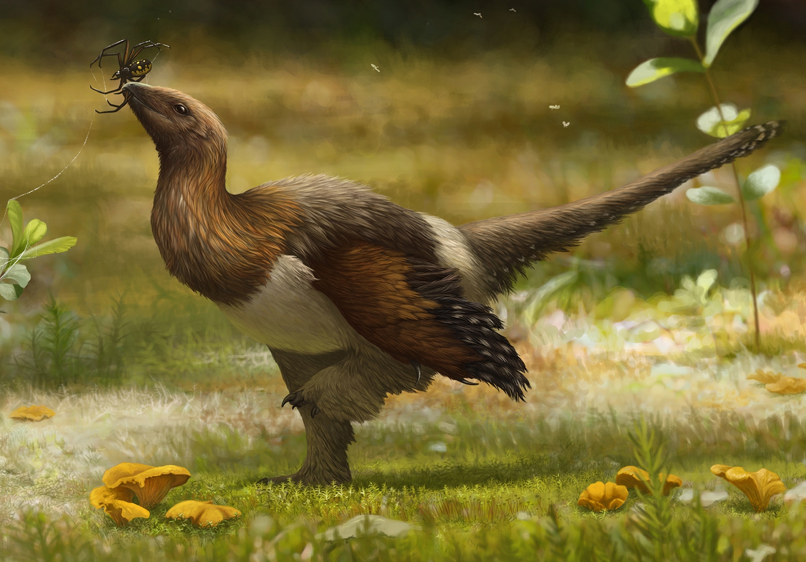 Une représentation de Serikornis sungei, alias Silky, un dinosaure joliment plumé du Jurassique. © Emily Willougby, CC by-sa 4.0
