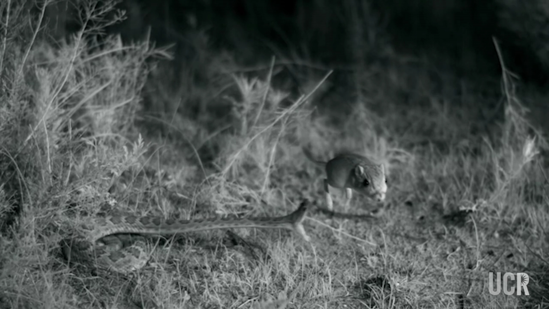 L'attaque d'un serpent à sonnette filmée en 500 images par seconde