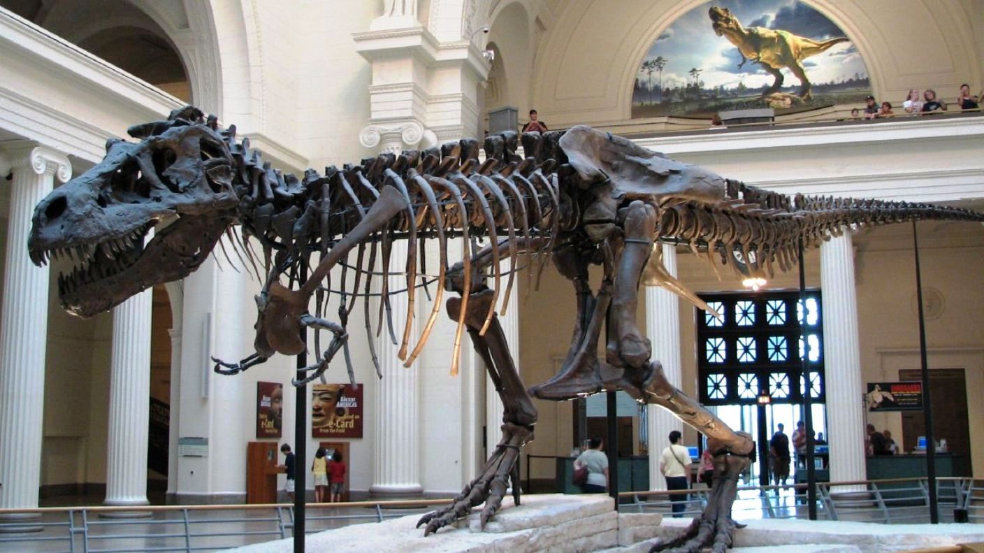 Sue, le T-rex du musée de Chicago, l’un des plus grands carnassiers de tous les temps. © Steve Richmond, Wikimedia Commons, cc by 2.0