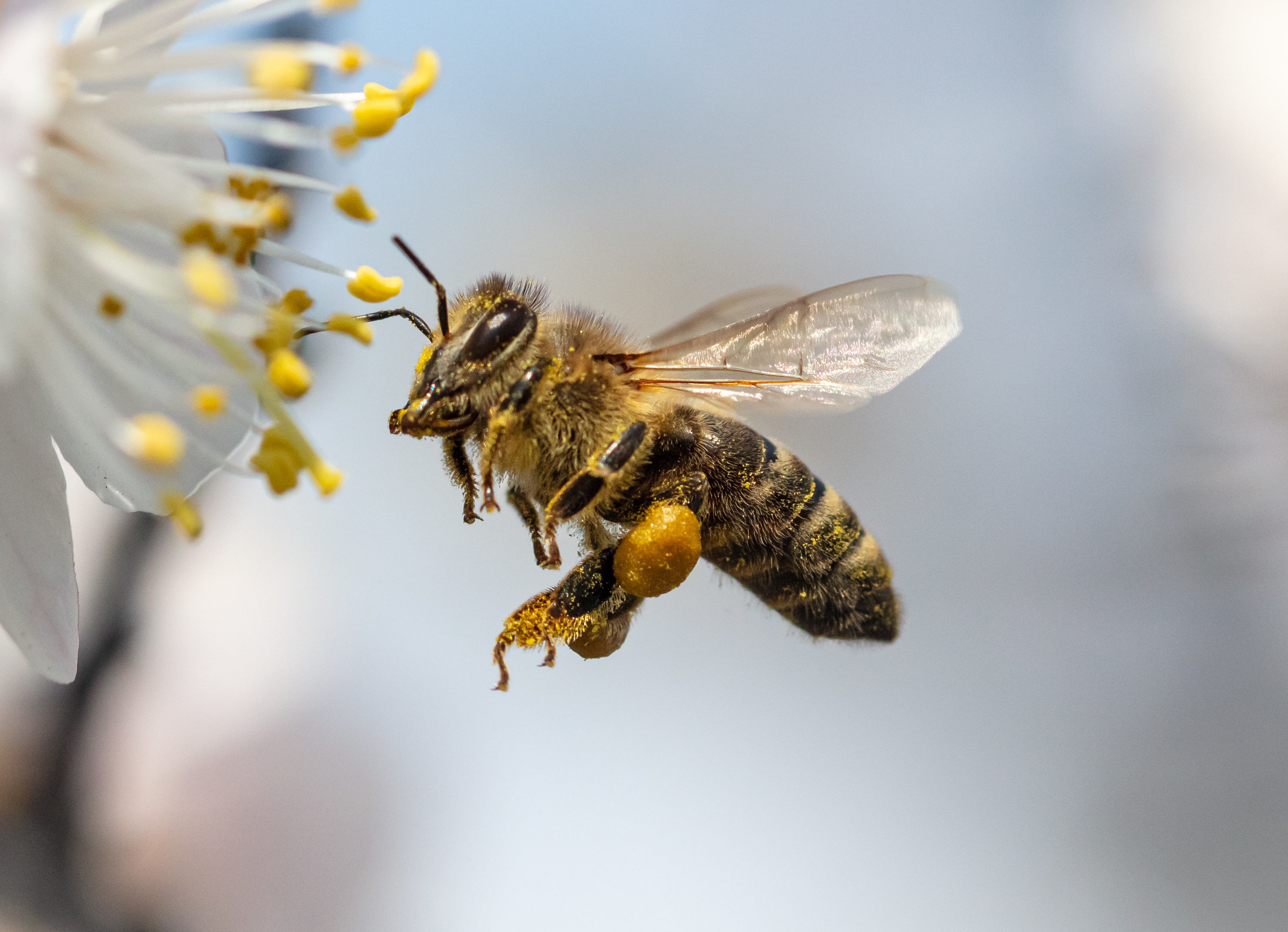 Apis mellifera, littéralement « abeille qui donne du miel » est massivement élevée en Europe. © Schankz, Adobe Stock