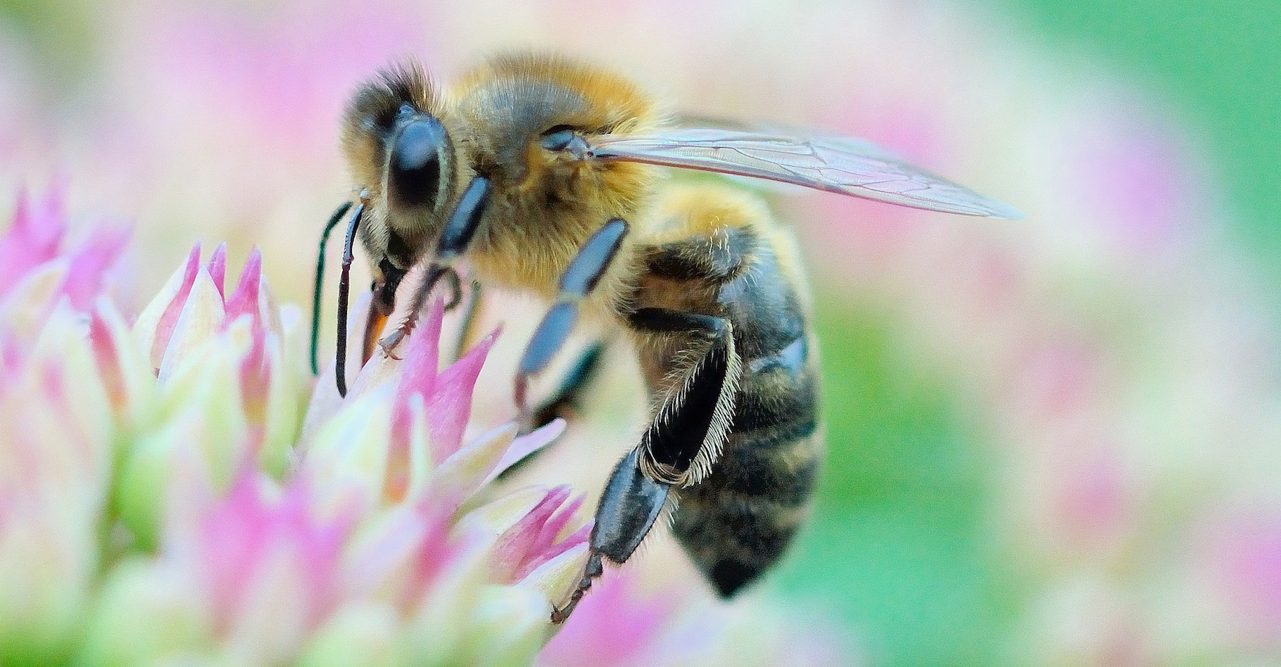 Lorsqu’elle pique un être humain, l’abeille se condamne sans le savoir à une mort certaine. © Bernard Ruelle, Flickr, CC by-nc-nd 2.0