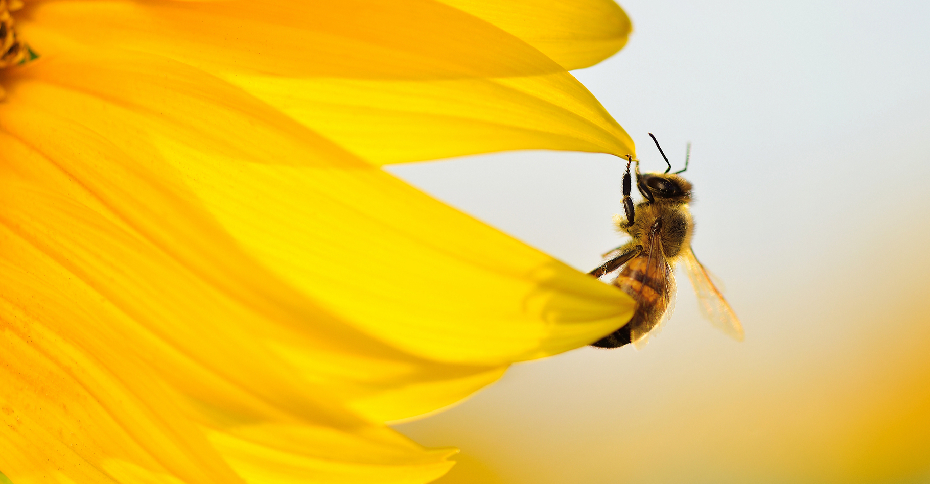 Si l’abeille se sent agressée, elle pique. Alors, pour éviter le pire, les apiculteurs ont recours à la méthode de l’enfumage des ruches. © Stanislav Samoylik, Shutterstock