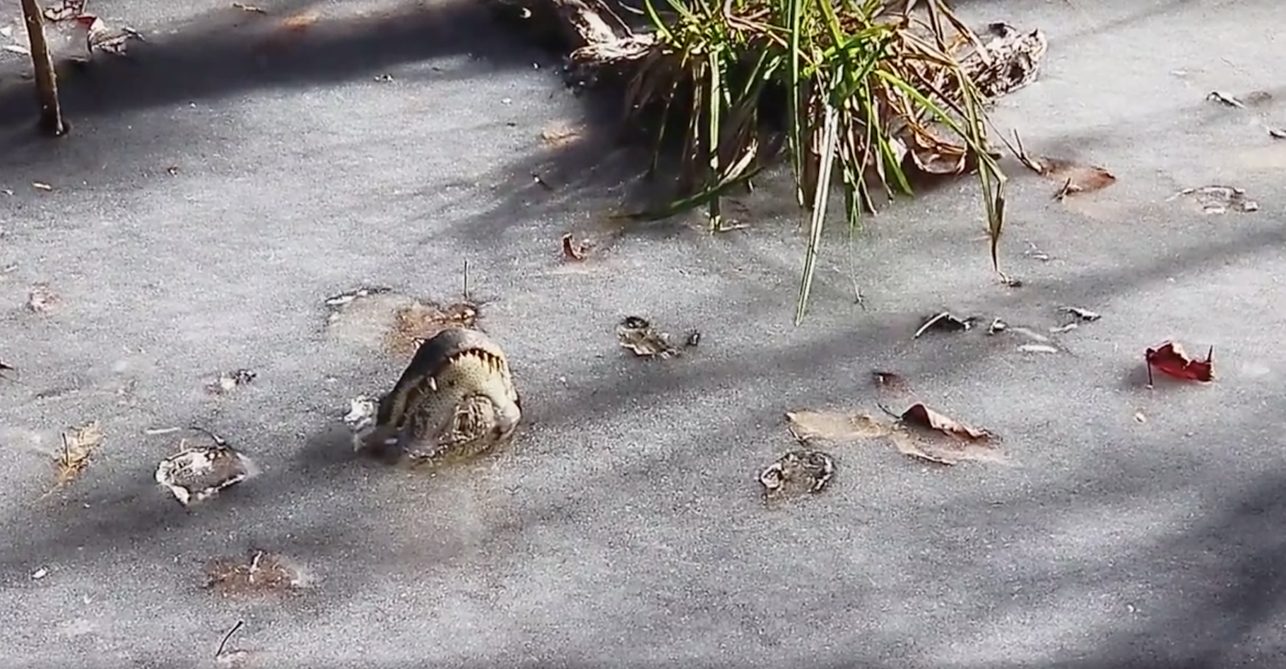 En Caroline du Nord, des alligators se sont laissés prendre au piège de l’eau glacée dans une bien étrange position. Leur stratégie pour survire à la vague de froid : la brumation. © Shallotte River Swamp Park, Facebook