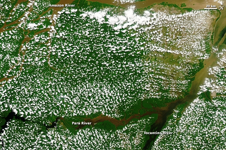 Les nuages « popcorn » que l'on voit ici au-dessus de la forêt amazonienne le 19 août 2009 se forment pendant la saison sèche. Ils apparaissent probablement à partir de la vapeur d'eau libérée par les plantes. © Nasa's Earth Observatory
