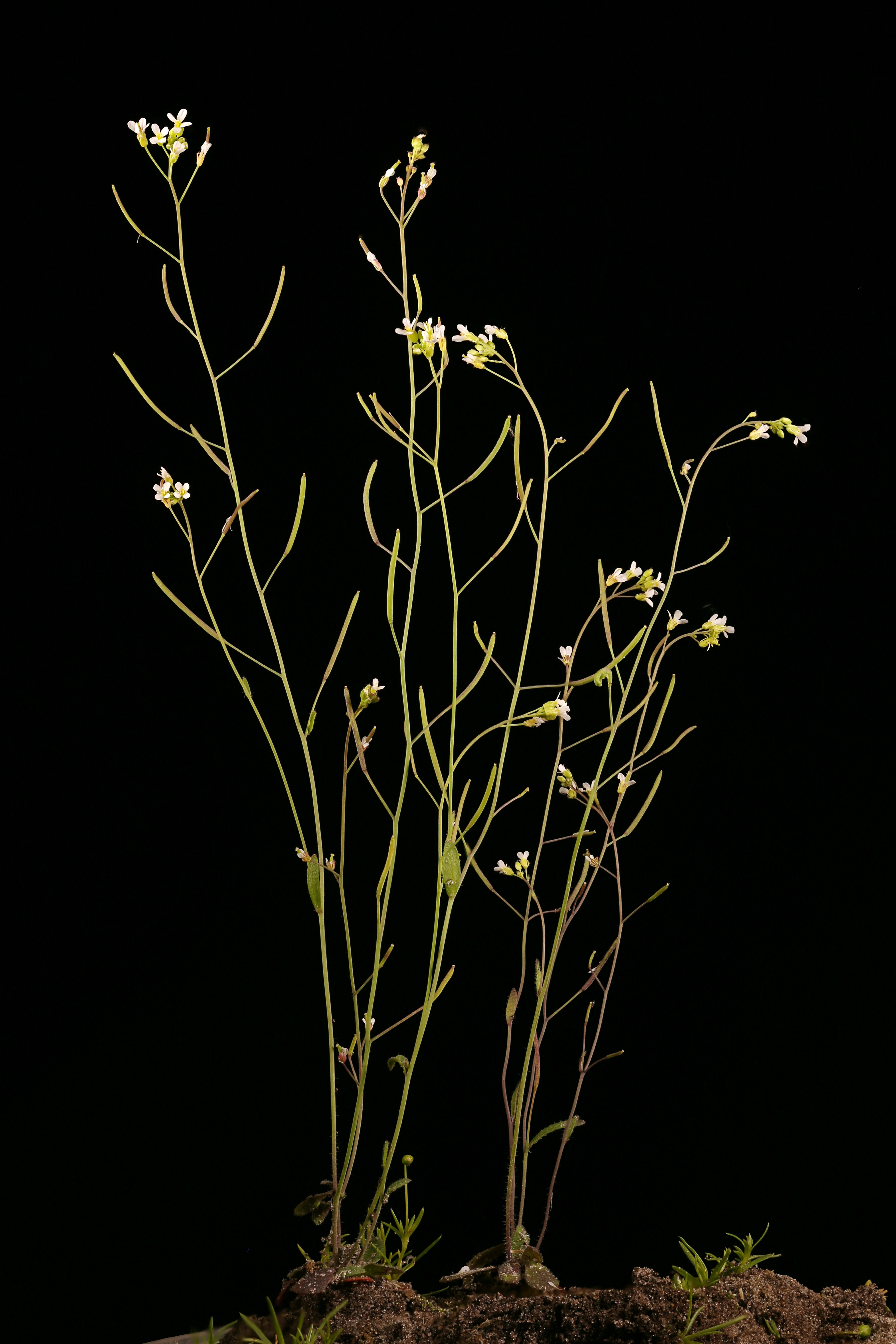 Arabidopsis thaliana&nbsp;est une plante généralement utilisée comme modèle d'étude. © Valery Prokhozhy, Adobe Stock