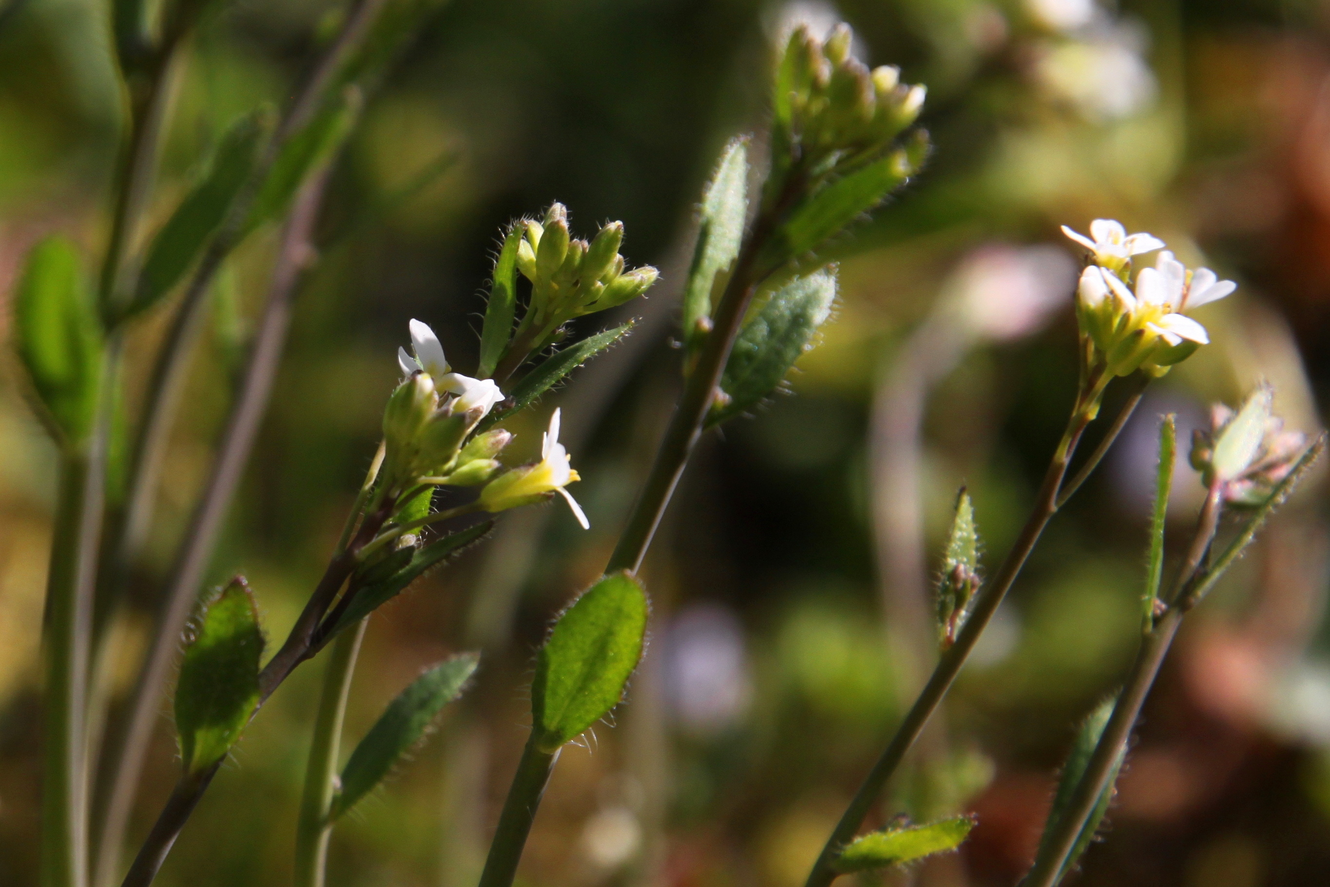 Arabidopsis thaliana est une plante modèle en biologie végétale. © lehic, Adobe Stock