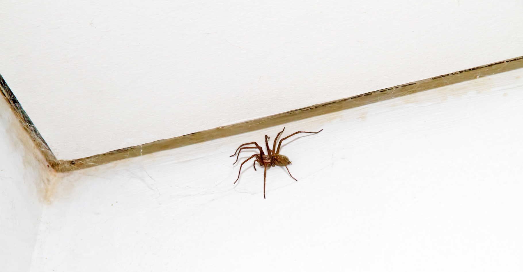 C’est à la mi-septembre et aux alentours de 19 h&nbsp;35&nbsp;qu’un maximum d’araignées sont observées dans nos maisons. Le résultat d’un mode de vie et/ou de biais d’observations. © Jürgen Fälchle, Fotolia