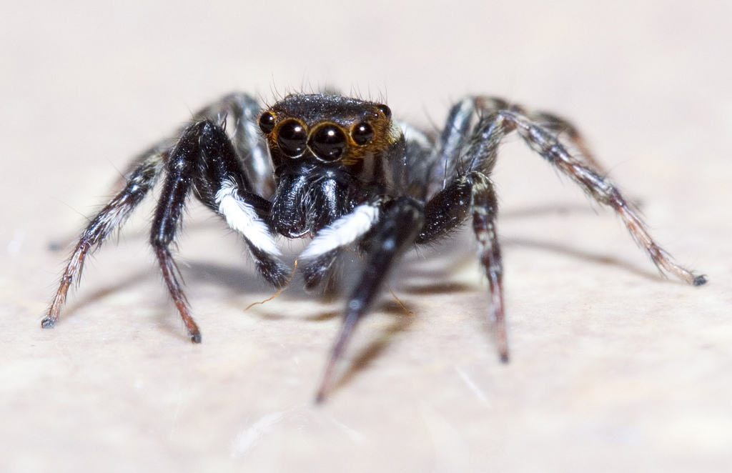 Araignée sauteuse de l’espèce Hasarius adansoni. Cette étude montre que son fil de soie lui permet de réaliser des sauts mieux contrôlés. © budak, Flickr, cc by nc sa 2.0