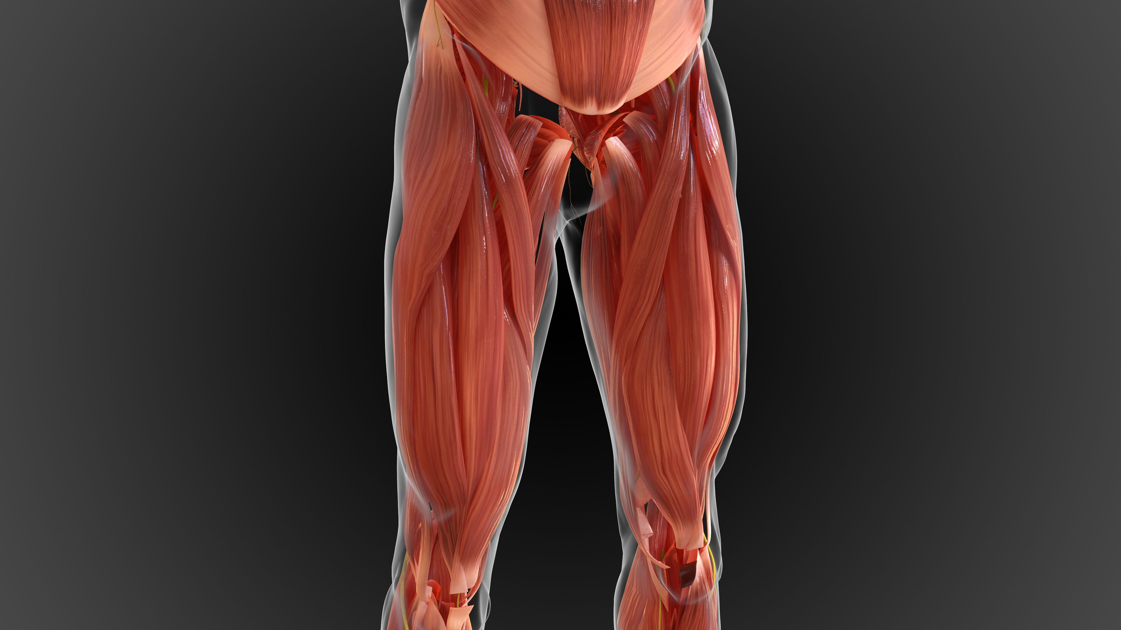 Le biceps fémoral est l'un des trois muscles ischio-jambiers situés sur la partie postérieure de la cuisse © mybox, Adobe Stock