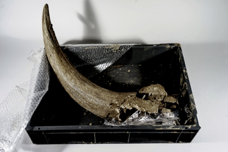 Une corne de bison. Elle provient d'un animal qui a probablement été mangé par des néandertaliens voici plusieurs dizaine de milliers d'années. © Henri Granjean, collectif item, Inrap