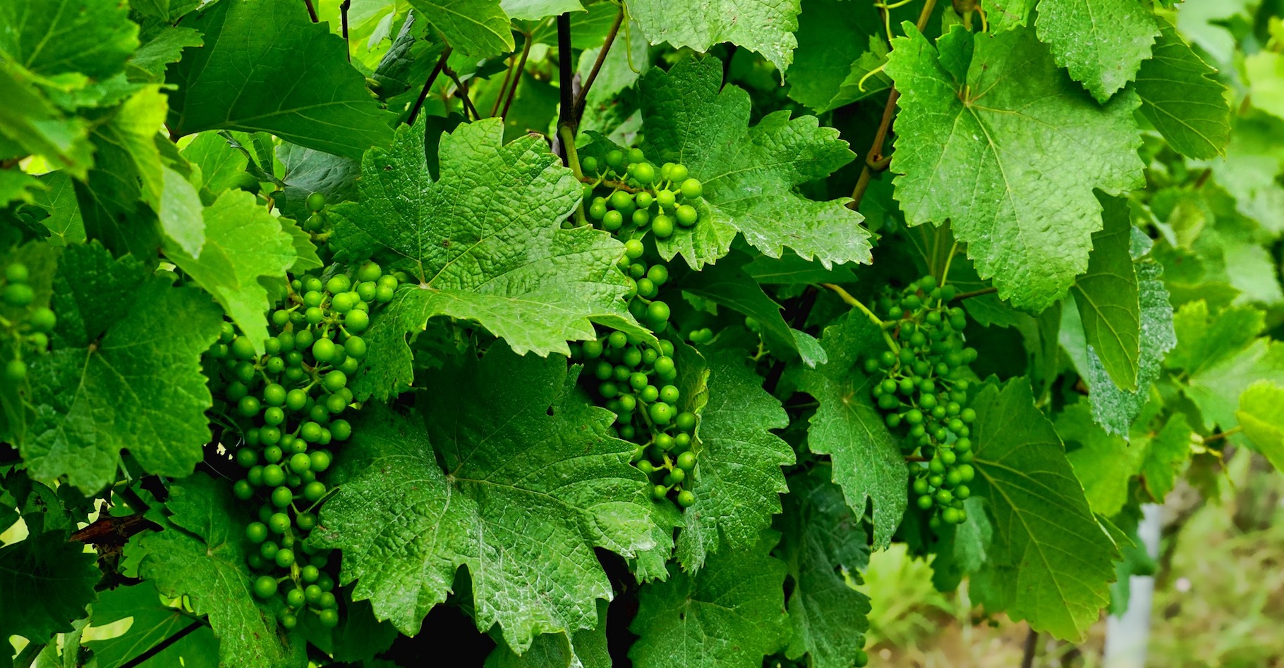La bouillie bordelaise est un traitement fongicide mis au point pour traiter le mildiou de la vigne. © Schwoaze, Pixabay, CC0 Creative Commons