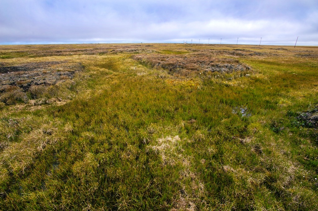 Le sol au-delà du cercle polaire arctique près de Barrow, en Alaska, contient une énorme quantité de carbone. De nouvelles recherches pourraient aider les scientifiques à mieux prédire combien de ce carbone sera libéré en fonction du réchauffement climatique. © Berkeley Lab