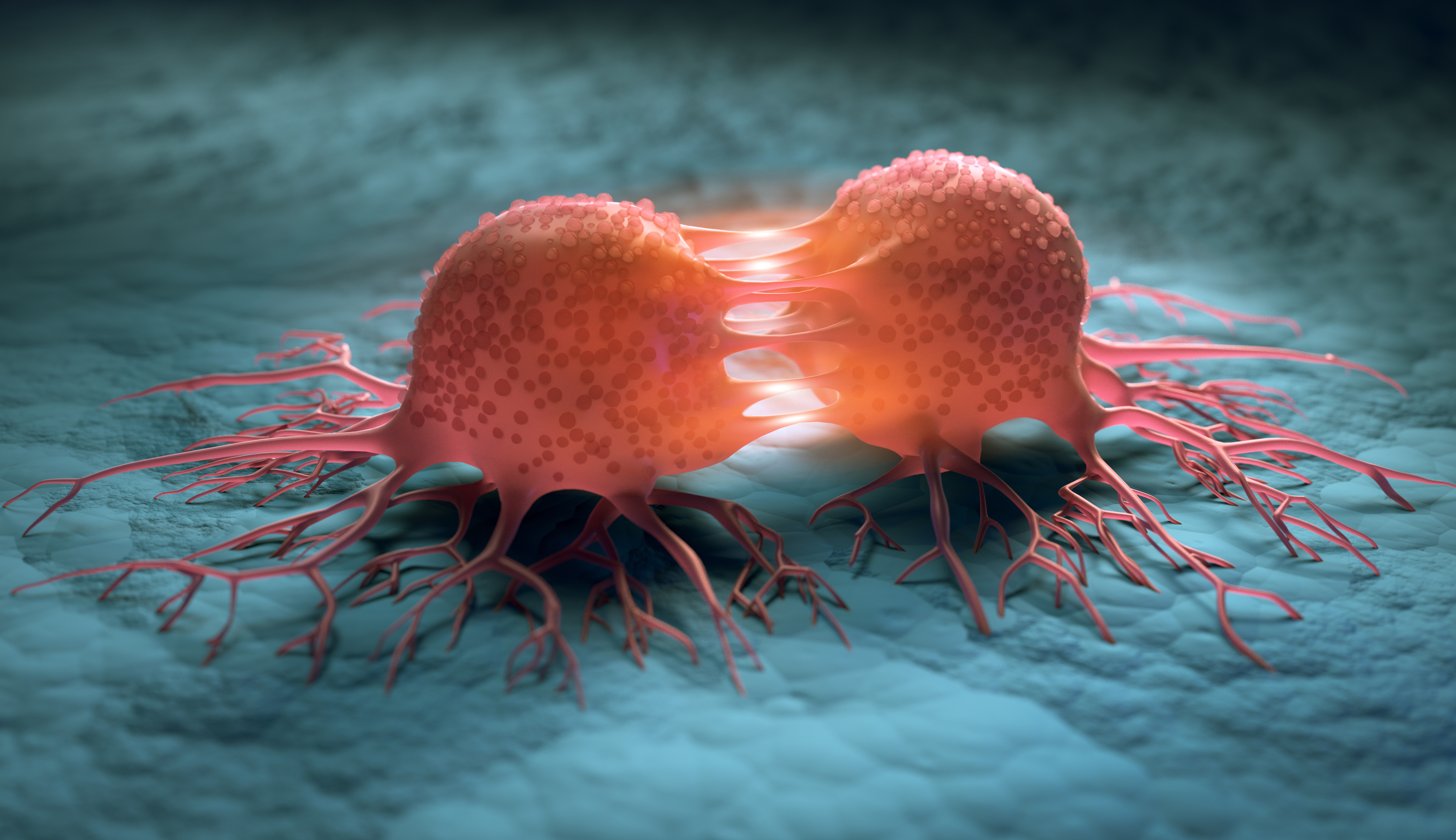  Les cellules cancéreuses ont un taux de prolifération anormal et perte la capacité d'apoptose © peterschreiber.media, Adobe Stock