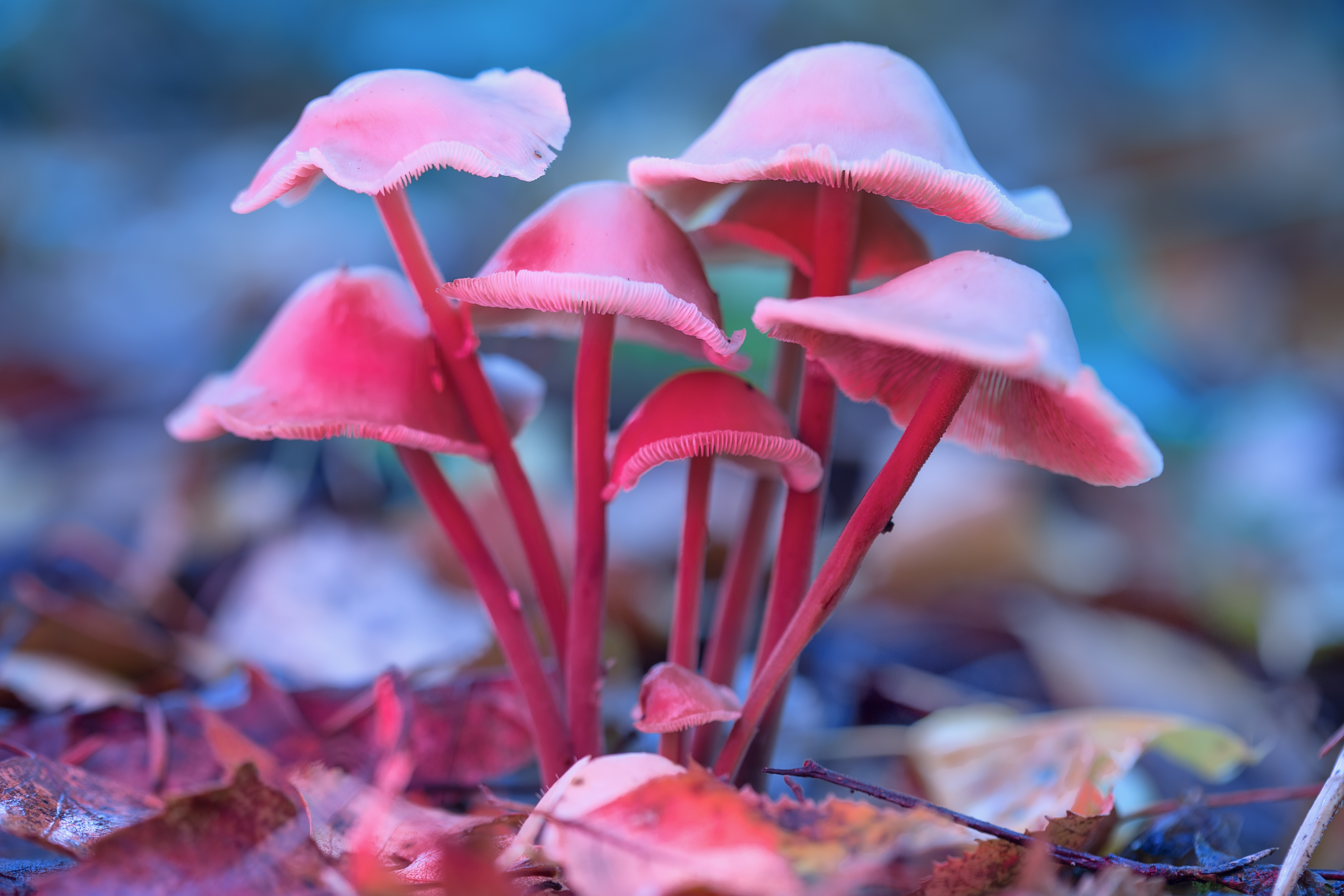 Des champignons contenant de la psilocybine.&nbsp;© Sergei, Adobe Stock&nbsp;