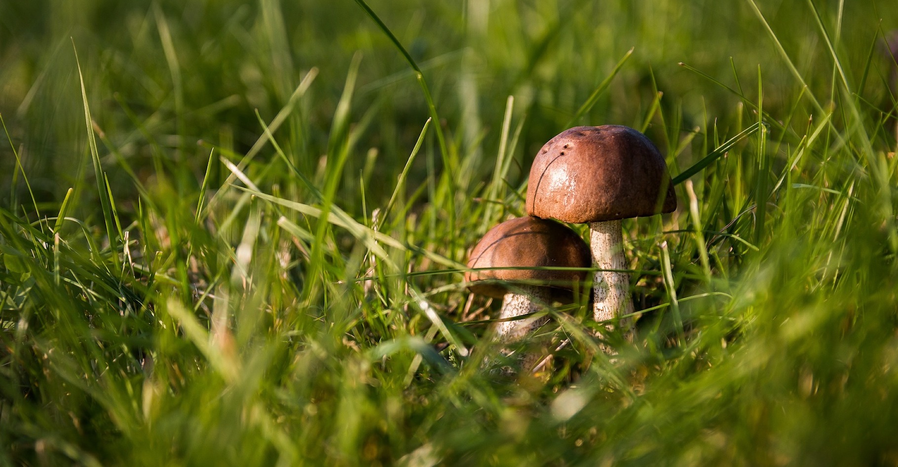 La plupart des champignons poussent en automne. © jarmoluk, Pixabay, CC0 Creative Commons