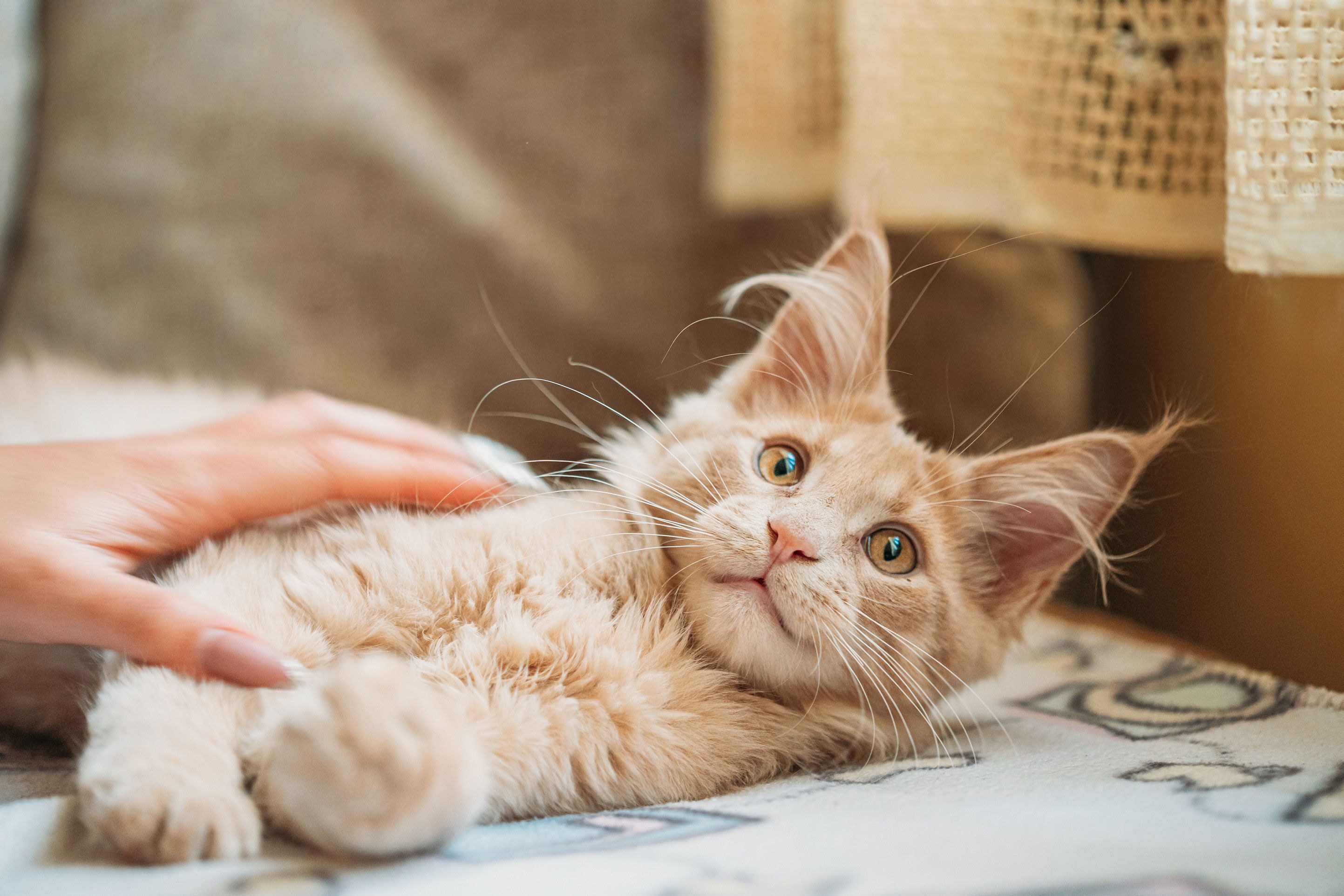 Les chats feignent-ils de ne pas nous comprendre ? Selon une étude japonaise, les chats seraient capables d'associer un mot à un objet. © Bruev, Getty Images