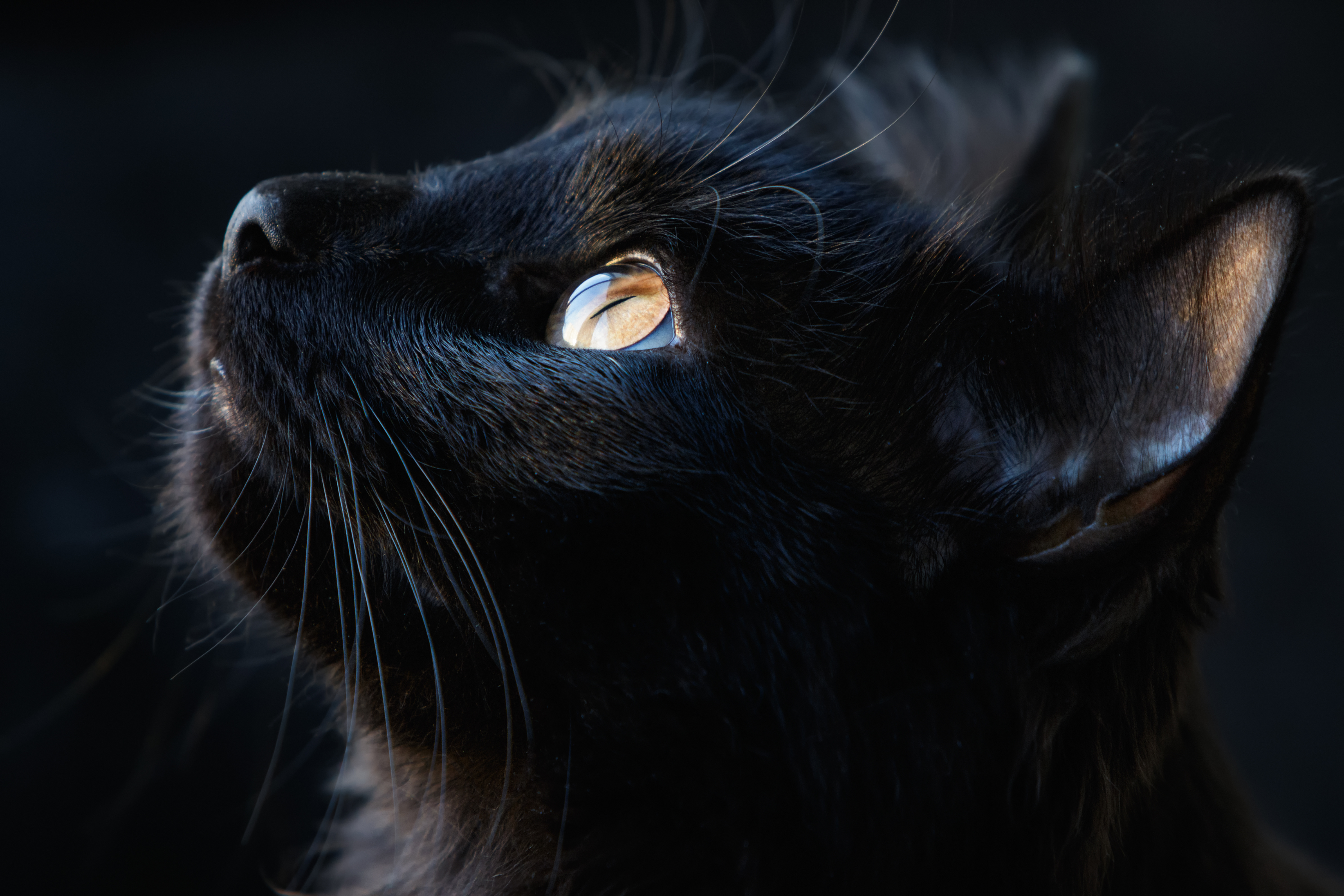 Portrait d'un chat noir. Le chat a une bonne vision dans l'obscurité. © fotogray71, Adobe Stock