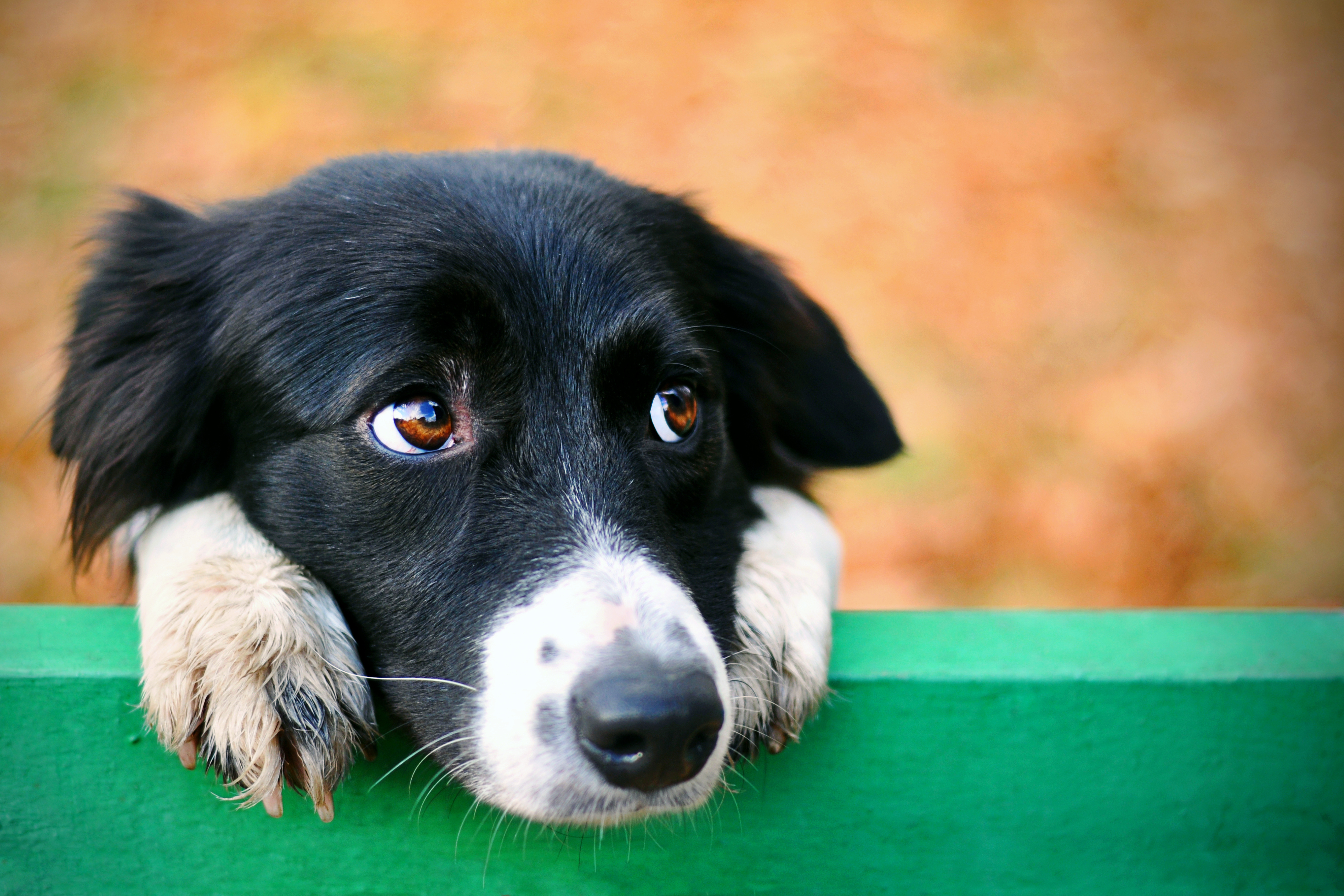 Un chien au contact de son maître, illustrant le lien émotionnel fort entre l’homme et l’animal. © Real Moment, Adobe Stock