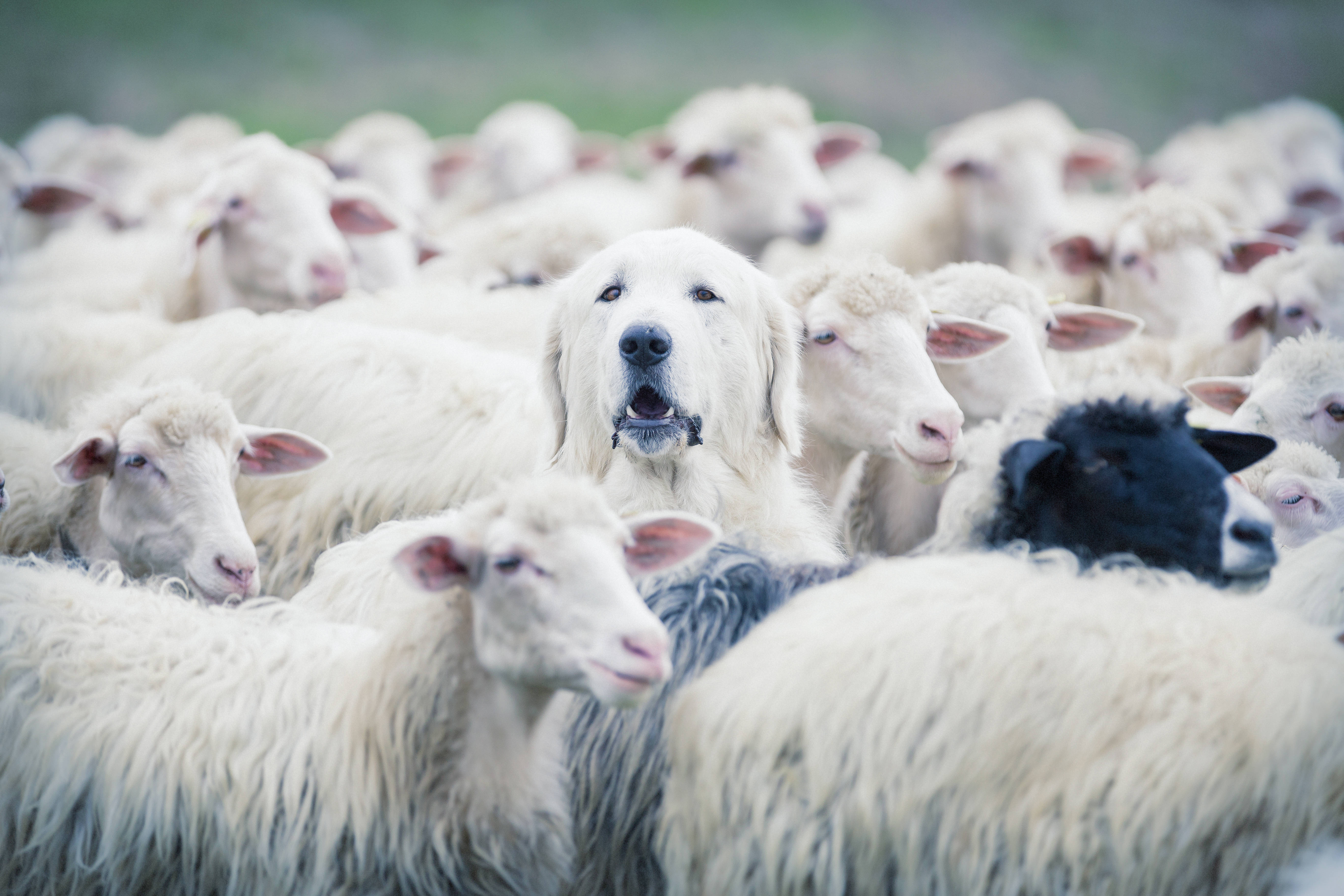 Le poids des chiens aurait doublé en 6.000 ans en Europe en raison de leur sélection pour la protection du bétail contre les grands prédateurs. © ANADMAN, Adobe Stock