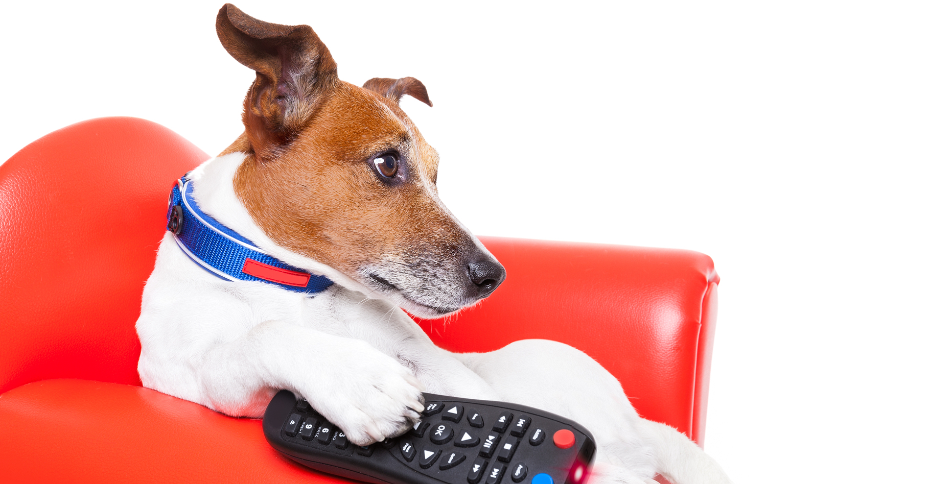 Devant la télé, s'ils savaient manier la télécommande, les chiens seraient des zappeurs invétérés. © Javier Brosch, Shutterstock