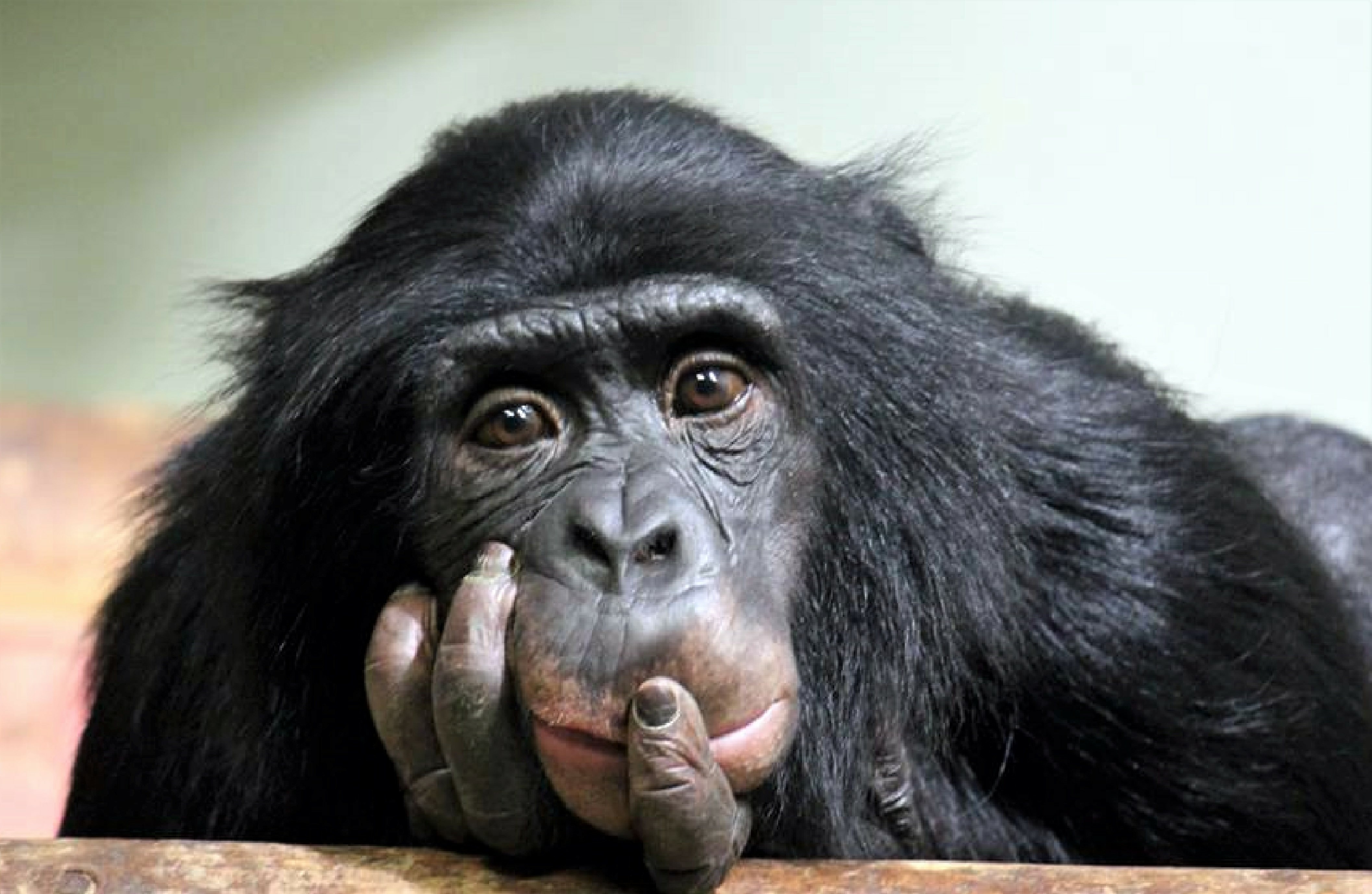 Dans la classification scientifique, le chimpanzé est dénommé Pan troglodytes. © cheekylorns, Adobe Stock