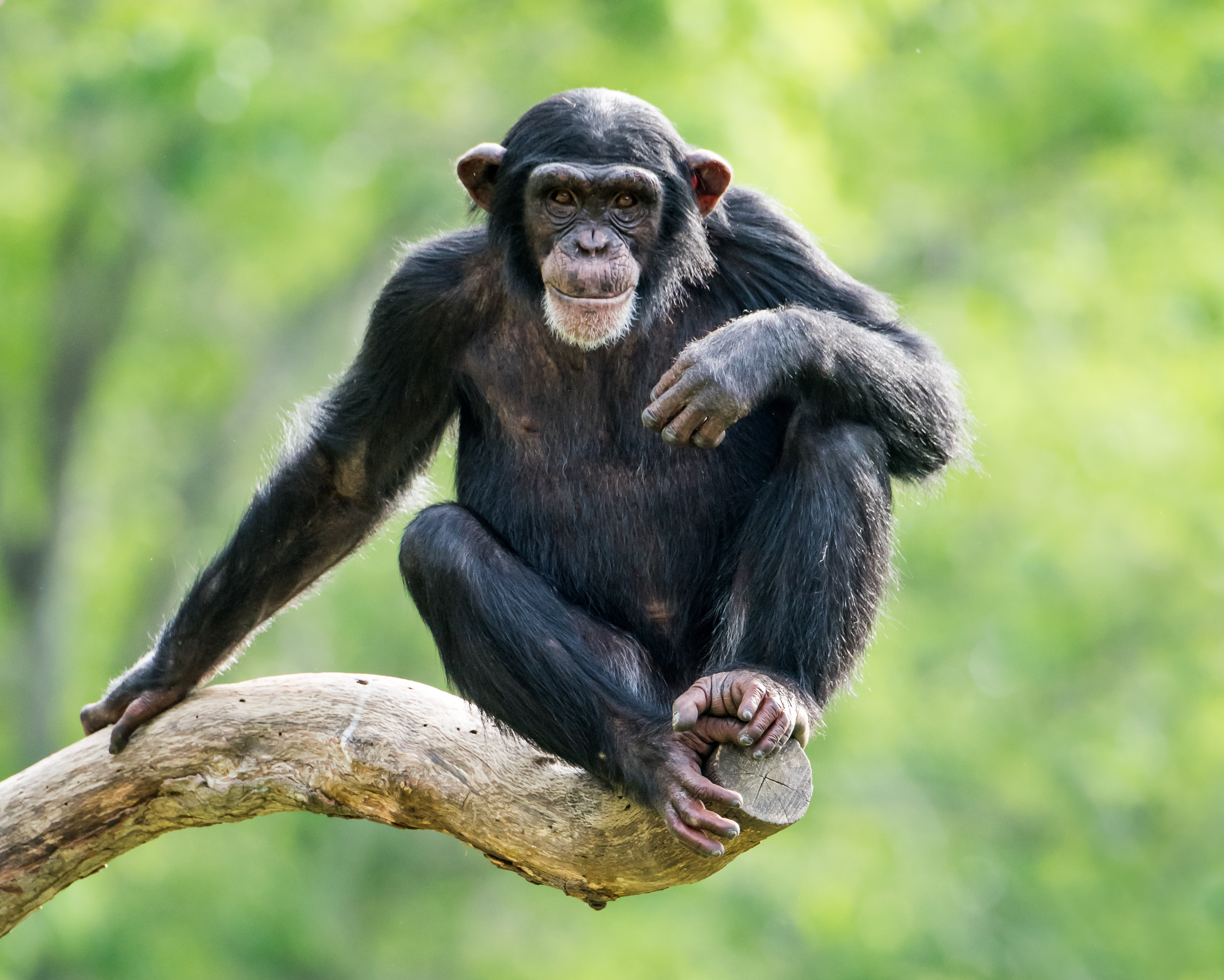 Il existe deux espèces de chimpanzés : le chimpanzé commun (Pan troglodytes) et le chimpanzé nain, ou bonobo (Pan paniscus). © Abeselom Zerit, Adobe Stock