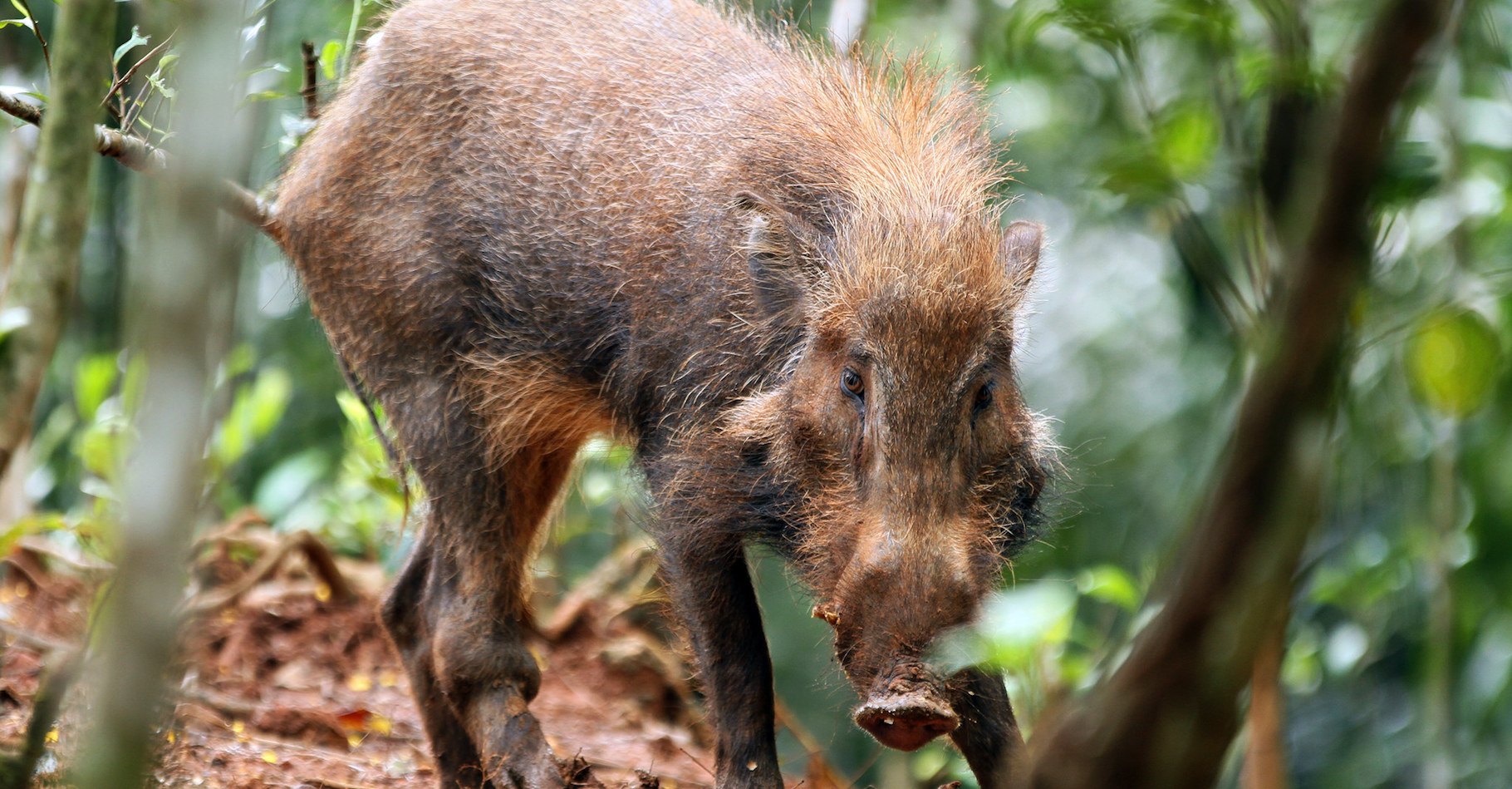 Des chercheurs ont, pour la première fois, filmé des porcs verruqueux de Java, connus aussi sous le nom de « cochons les plus laids du monde », en liberté. © ling Iryantoro, Flickr, tous droits réservés