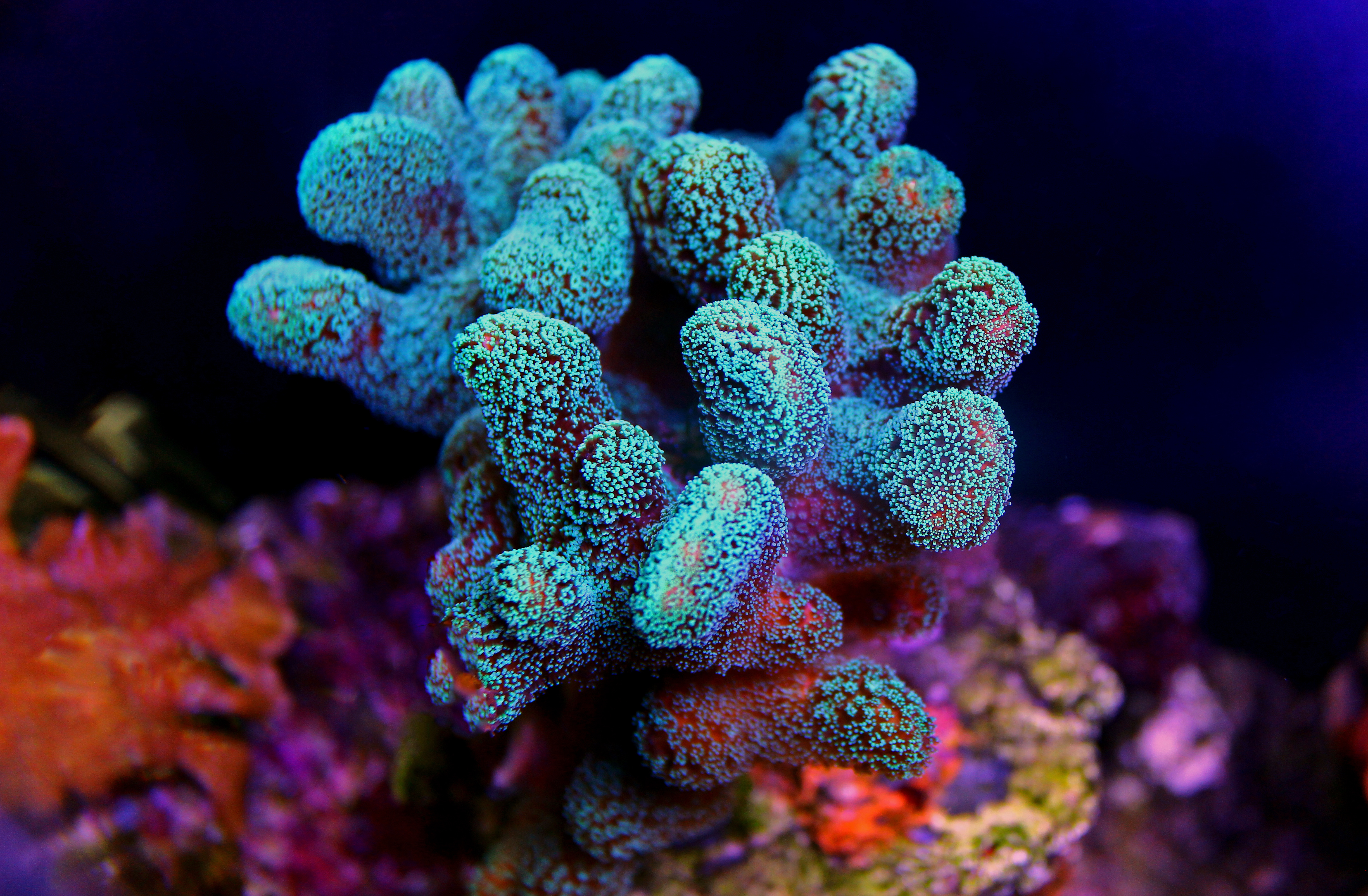 Les récifs coralliens abritent 25 % de la biodiversité marine. © Kolevski.V, Adobe Stock
