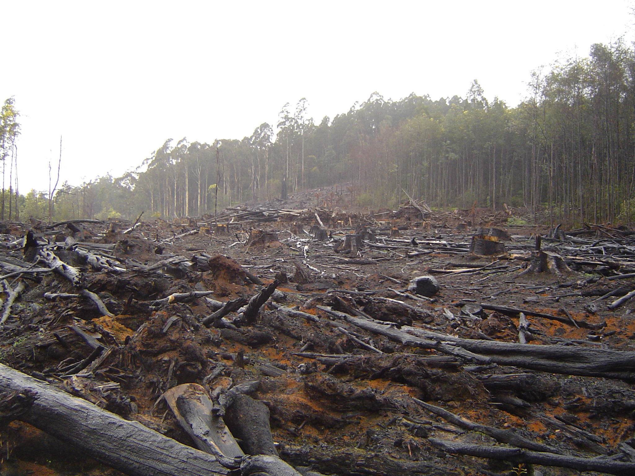 La déforestation menace la planète. Elle provoque des émissions de gaz à effet de serre et une perte significative de la biodiversité. © crustmania/Flickr