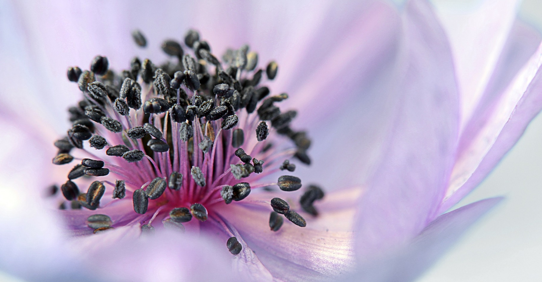 Les étamines constituent les organes reproducteurs mâles des plantes. © 51863, Pixabay, DP