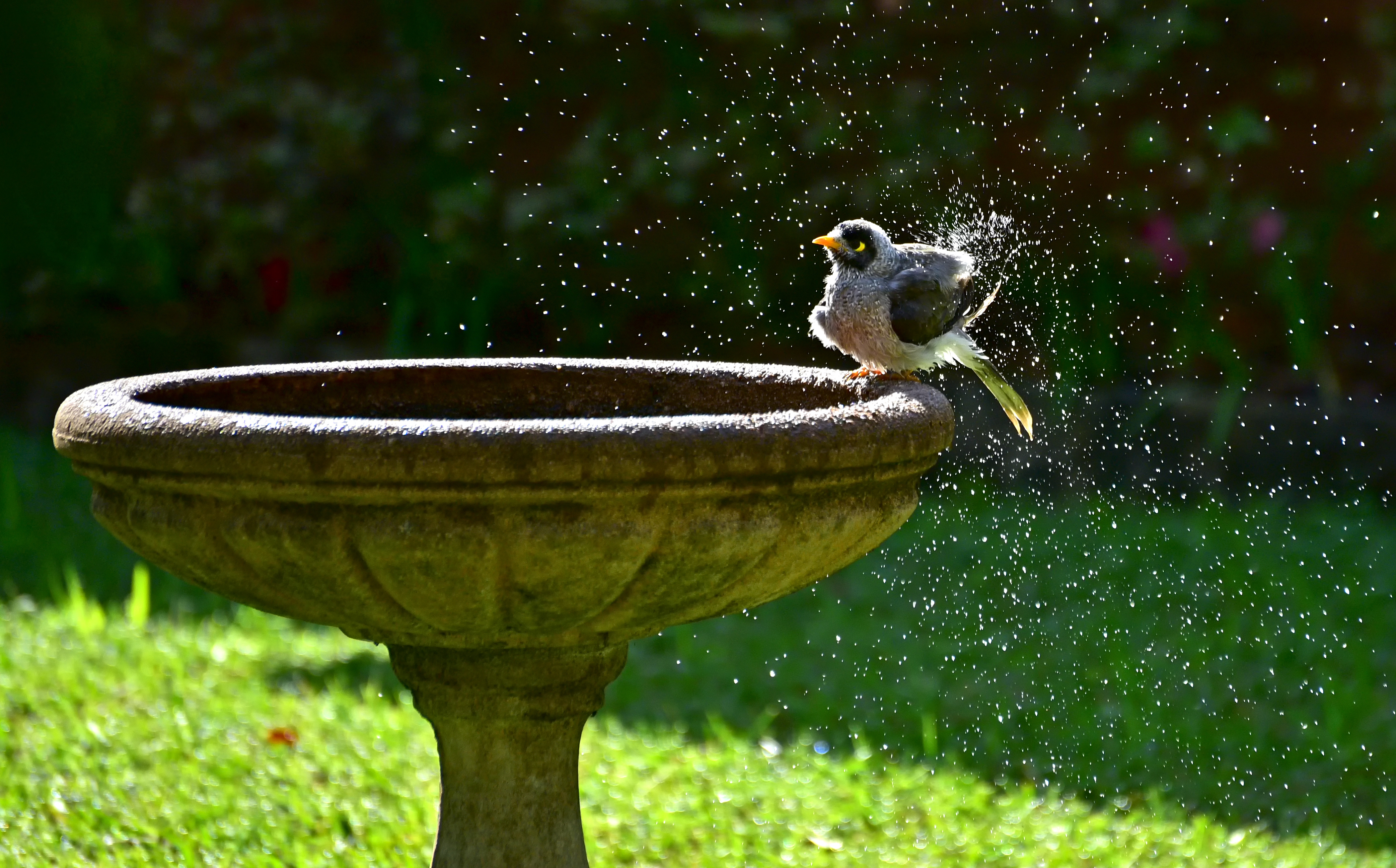 L'été, la faune sauvage peut avoir des difficultés à s'abreuver et à se rafraîchir. © Ernest, Adobe Stock