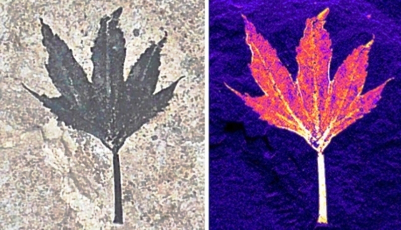 Le fossile d'une feuille observé dans le visible, à gauche, apparaît différent dans le domaine des rayons X. L'image de droite, en fausses couleurs et obtenue par spectrométrie de fluorescence X, montre la présence d'atomes de cuivre. Les chercheurs pensent que ce métal a agi comme un bactéricide et a donc permis une excellente fossilisation de cette feuille âgée de 50 millions d'années et large d'environ 2 cm. © Diamond Light Source, 2014