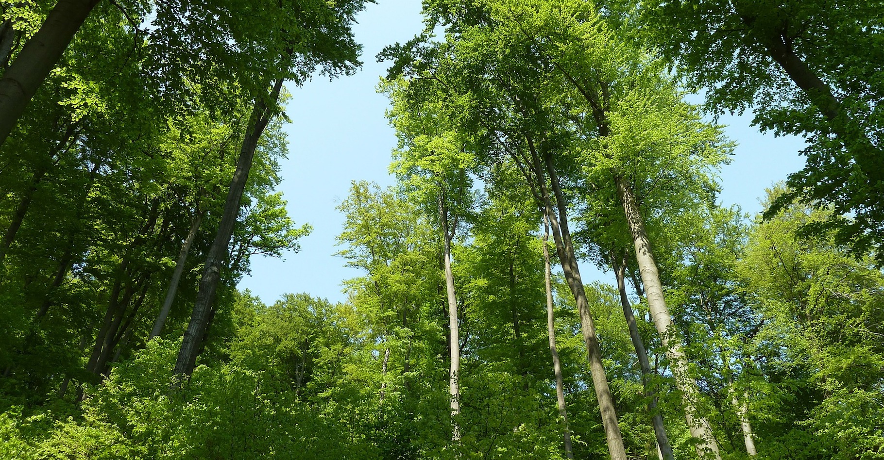 La forêt tempérée est essentiellement composée d’arbres à feuilles caduques. © anthark, Pixabay, CC0 Creative Commons